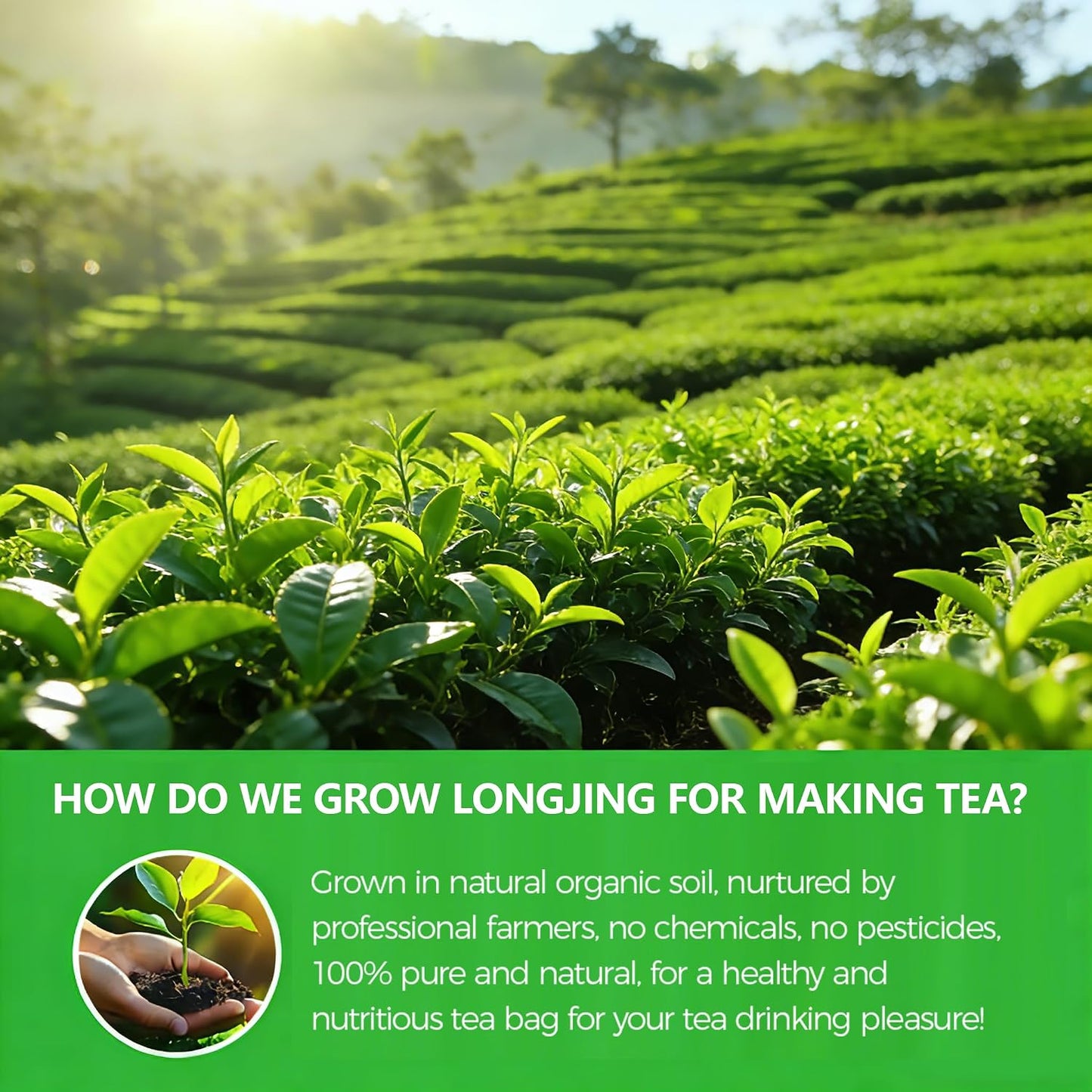 WOTIHA Dragonwell Longjing Green Tea Bags (100 Count) - Premium Spring Harvest Chinese Green Tea - Toasty Nutty Flavor, Rich in Antioxidants - Non-GMO, Caffeine-Free - 8.8oz (250g) Value Pack