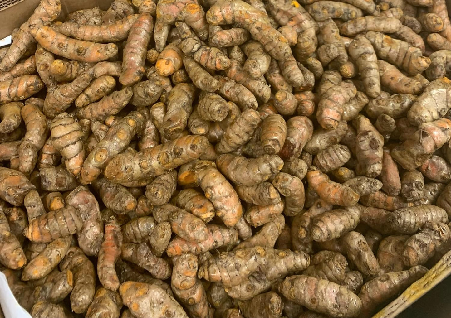 Fresh Yellow Turmeric Root - 1lb