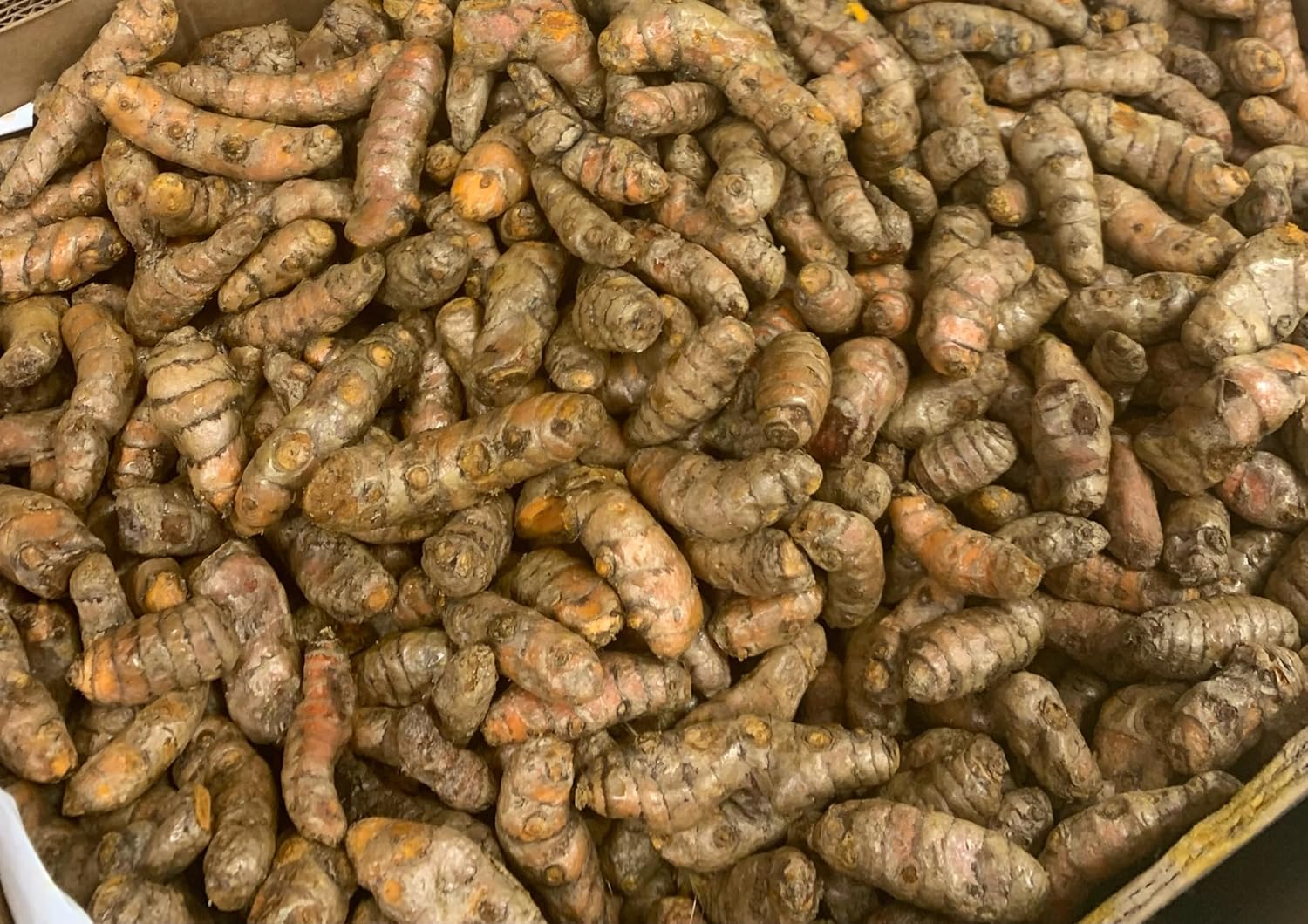 Fresh Yellow Turmeric Root - 1lb
