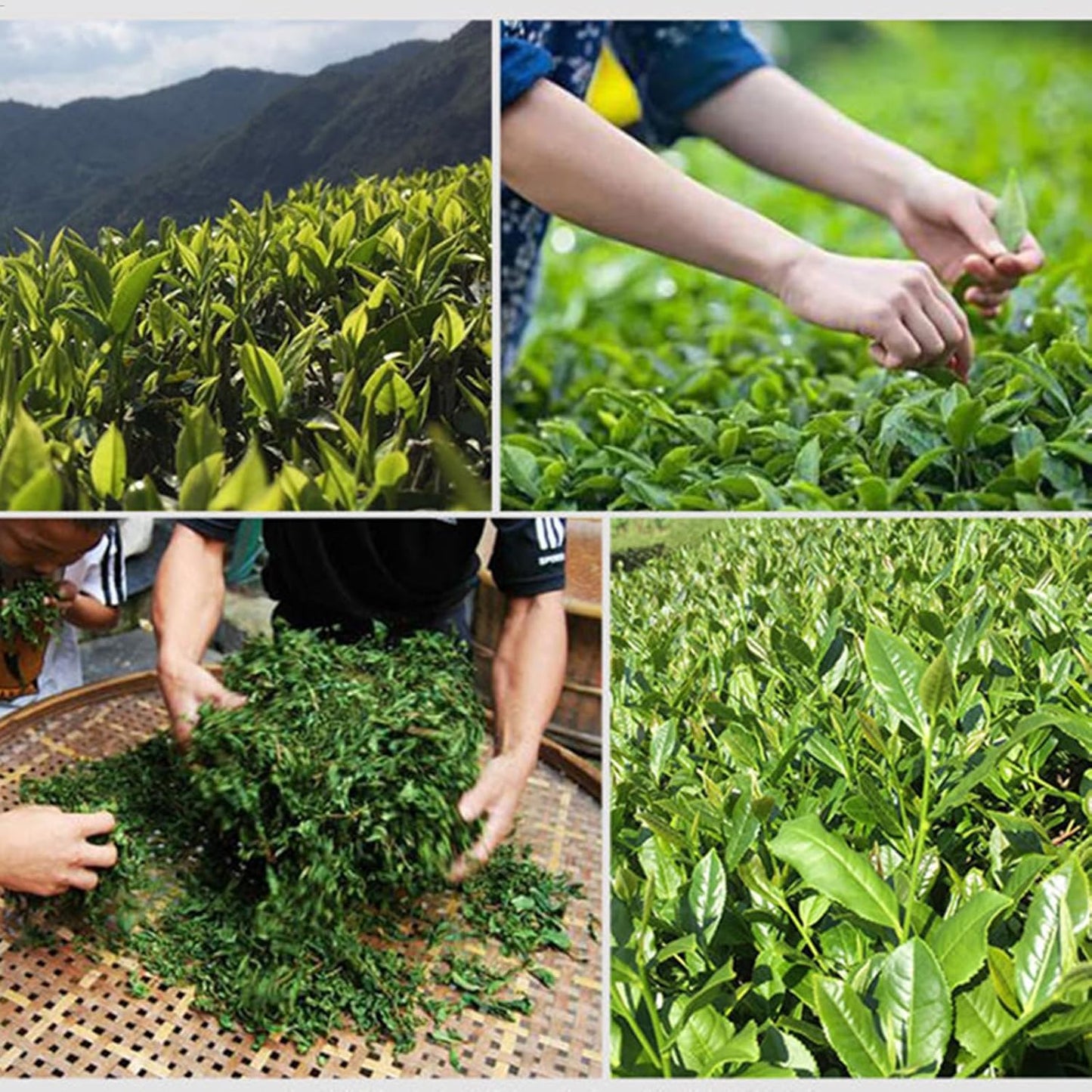 East Naturhus Tie Guan Yin Oolong Tea Loose Leaf – Premium Chinese Anxi Tea, Fragrant Floral Aroma, Smooth &amp; Refreshing Flavor – Natural Oolong Tea from Fujian, China 铁观音乌龙茶 (750g (26.4oz))