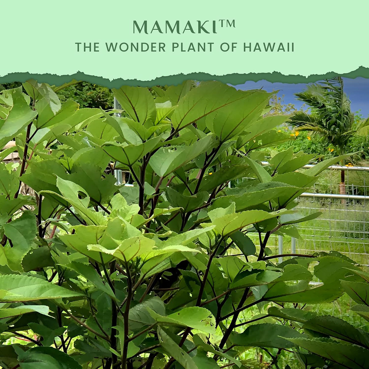 Nakihalani Farm Organically Grown Hawaiian Mamaki Tea (2oz) - Caffeine-Free Herbal Tea - Antioxidant-Rich Supports Digestion &amp; Promotes Relaxation