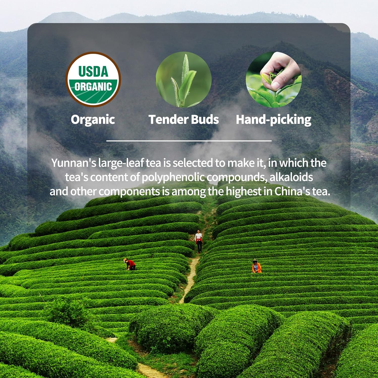 KHS Organic Black Tea Grade AAA (Super Grade), 3.17 OZ Chinese Yunnan Black Tea Loose Leaf, No Dust Production Workshop, Natural Organic Planting Loose Leaf Tea Perfect for Hot Brew, Dian Hong