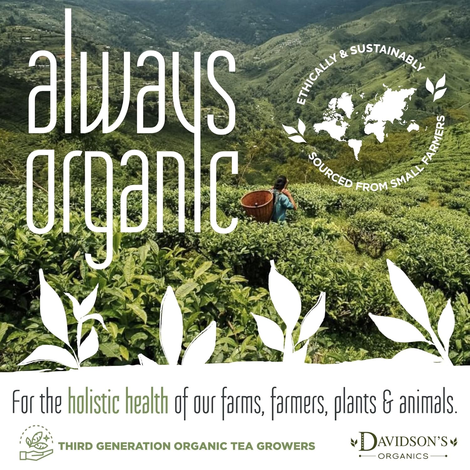 Davidson's Organics, Matcha Green Powder, Loose Leaf Tea, 16-Ounce Bag