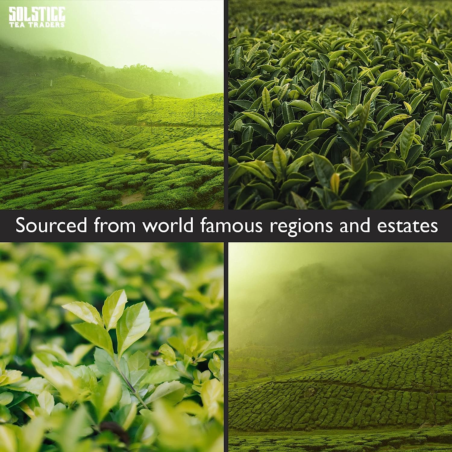 Solstice Loose Leaf Sencha Green Tea, 1 LB, Bulk 16-Ounces Japanese Style Green Sencha Tea - Approx 200+ Cups