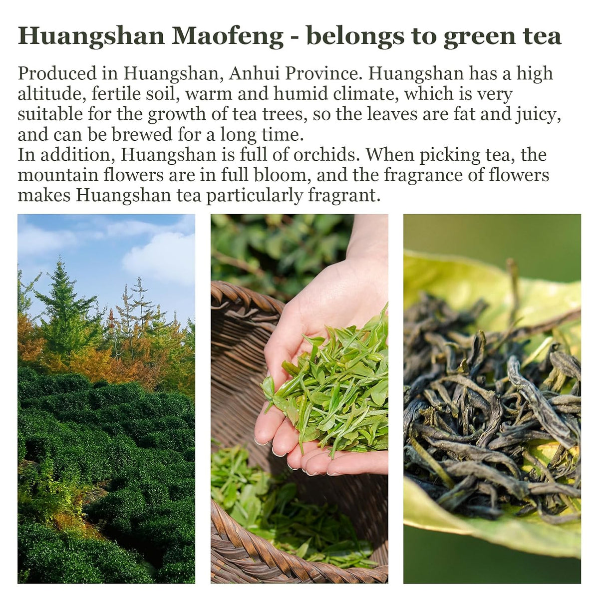 HANFANGLING Jasmine Green Tea - Premium Loose Leaf Tea with Natural Jasmine Flowers, 100% Natural, Aromatic &amp; Refreshing, 1.76oz