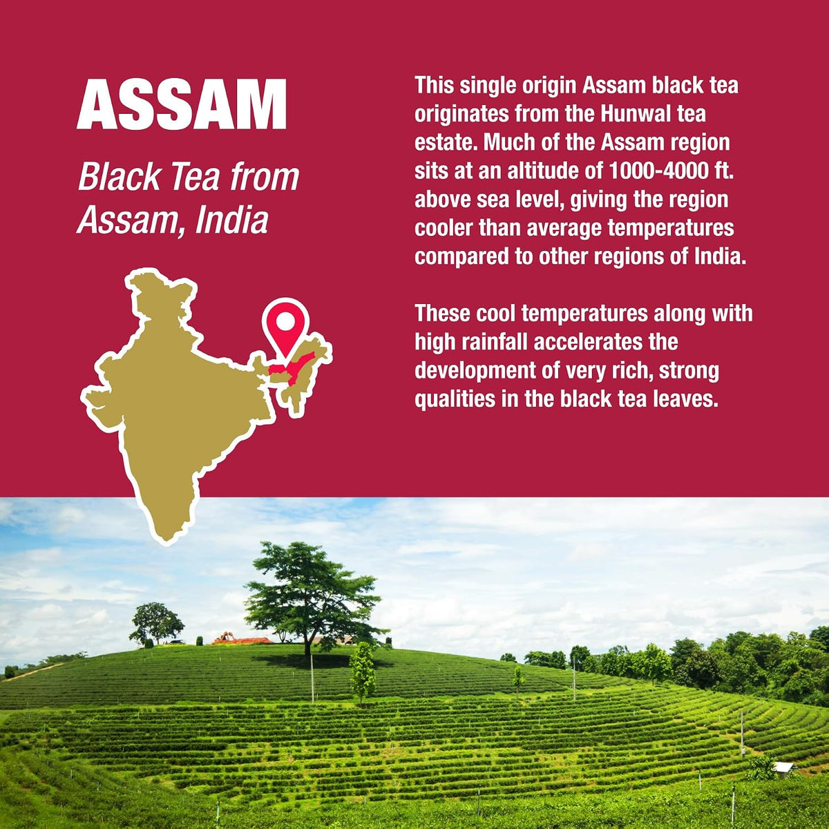 Assam Black Tea Loose Leaf, India Single Origin Premium Black Tea, 4oz