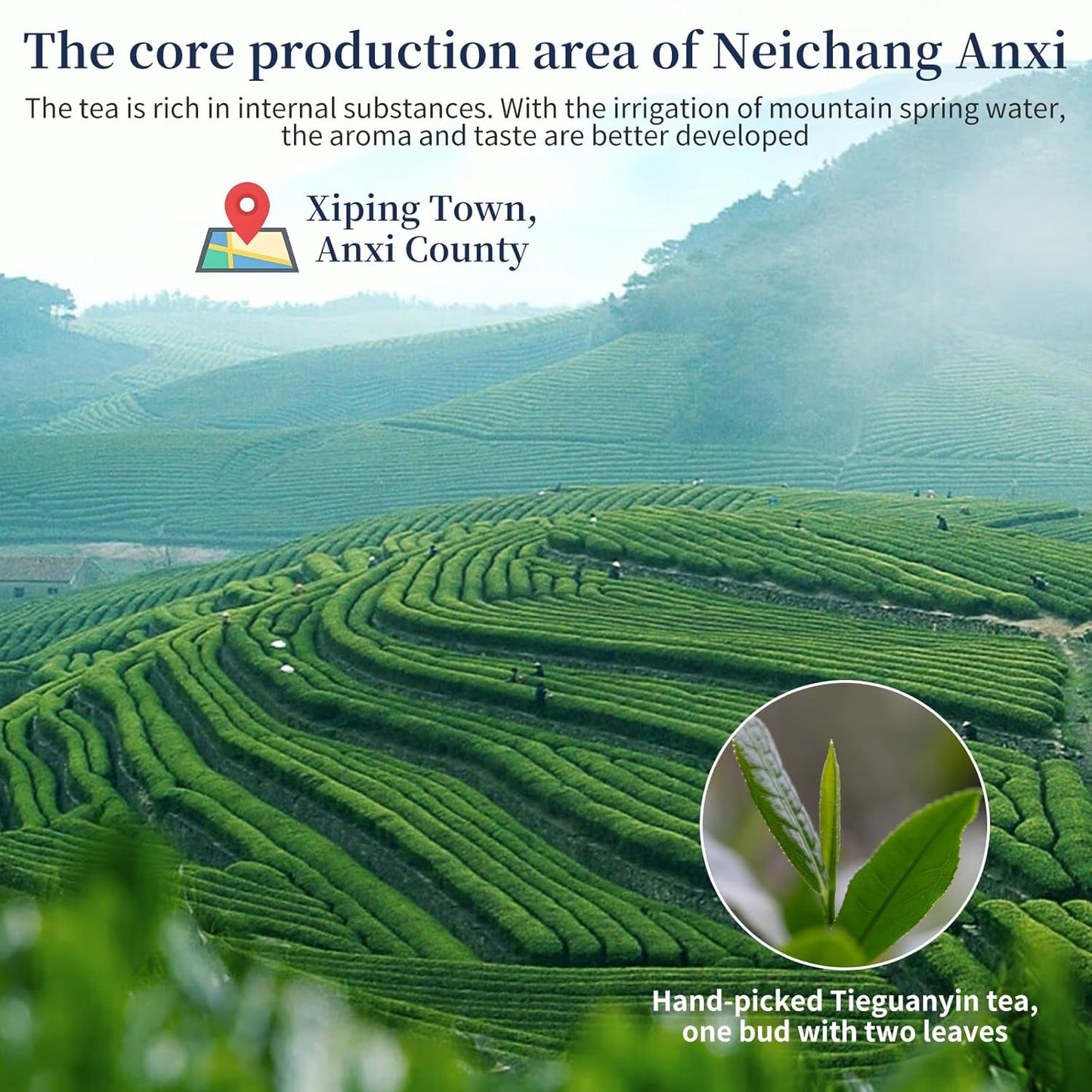 XIXICHA Tie Guan Yin Tea Oolong Loose Leaf 128g/4.5oz 8g*16bags Tieguanyin Chinese Tea Iron Goddess of Mercy from Anxi Fujian Core Area Orchid Aroma 铁观音 福建安溪 兰花香 独立包装袋泡茶叶