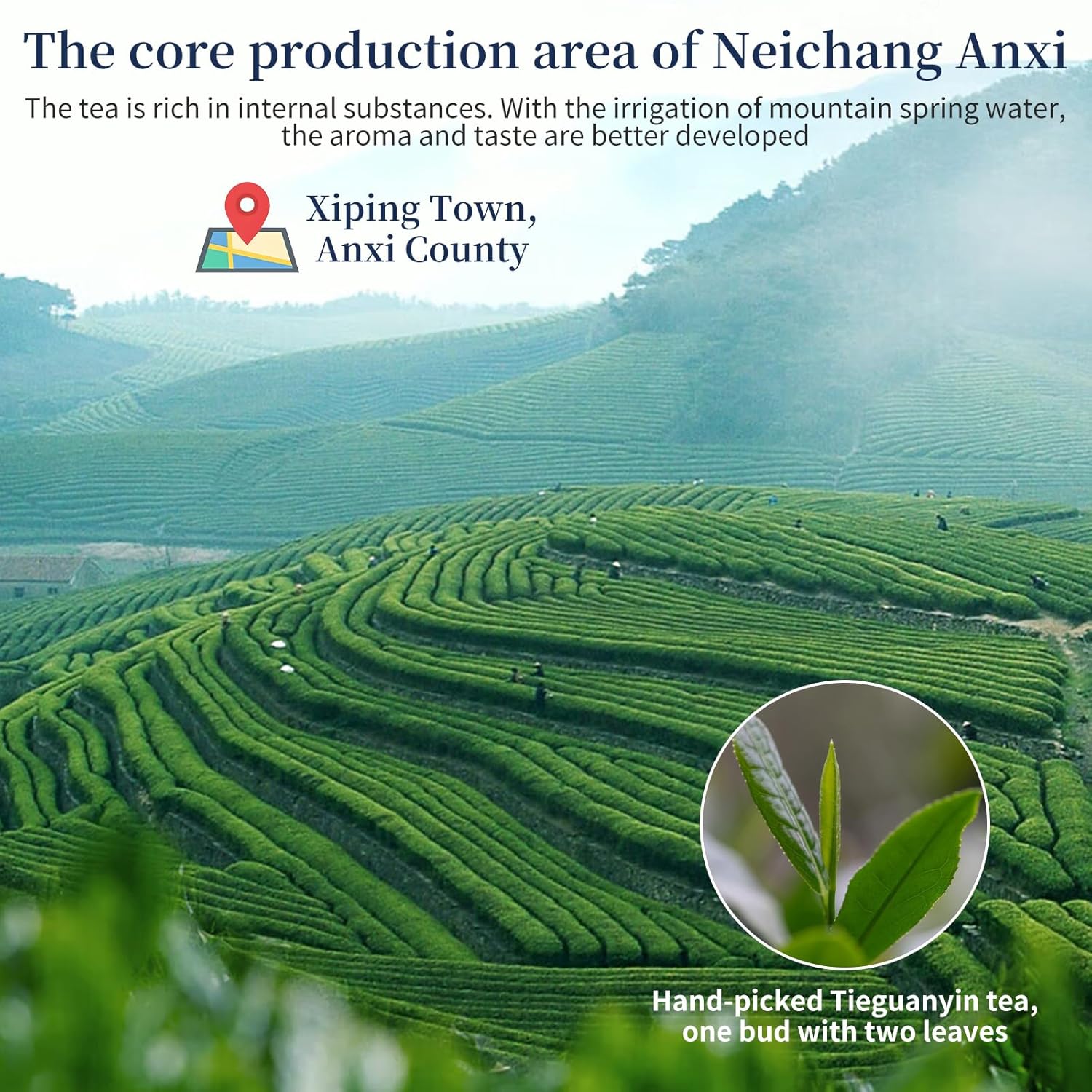 XIXICHA Tie Guan Yin Tea Oolong Loose Leaf 128g/4.5oz 8g*16bags Tieguanyin Chinese Tea Iron Goddess of Mercy from Anxi Fujian Core Area Orchid Aroma 铁观音 福建安溪 兰花香 独立包装袋泡茶叶