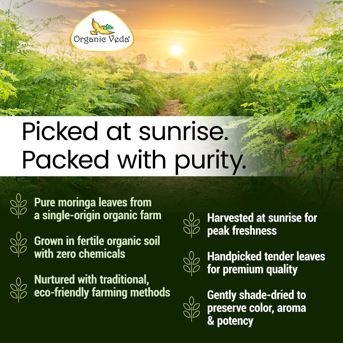 Organic Veda Moringa Tea Leaves - True Green Rich, Premium Single Origin,100% Organic Moringa Oleifera Loose Leaf Tea