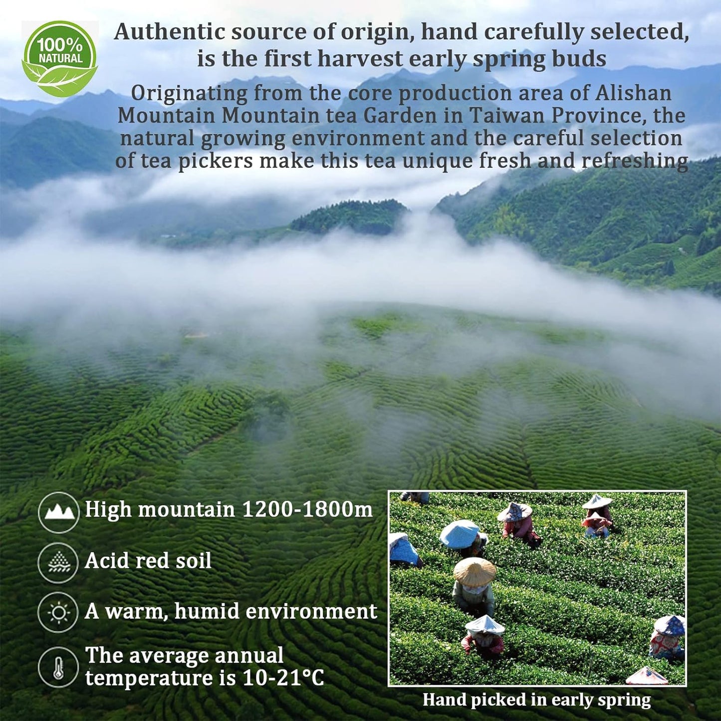 XIXICHA Alishan Oolong Tea Loose Leaf Grade AAA Taiwan High Mountain Gaoshan Ulong Tea Taiwan Tea Taiwanese Green Oolong Tea Floral and Fruity Aroma（120 cups） 5.29oz/150g 阿里山 乌龙茶