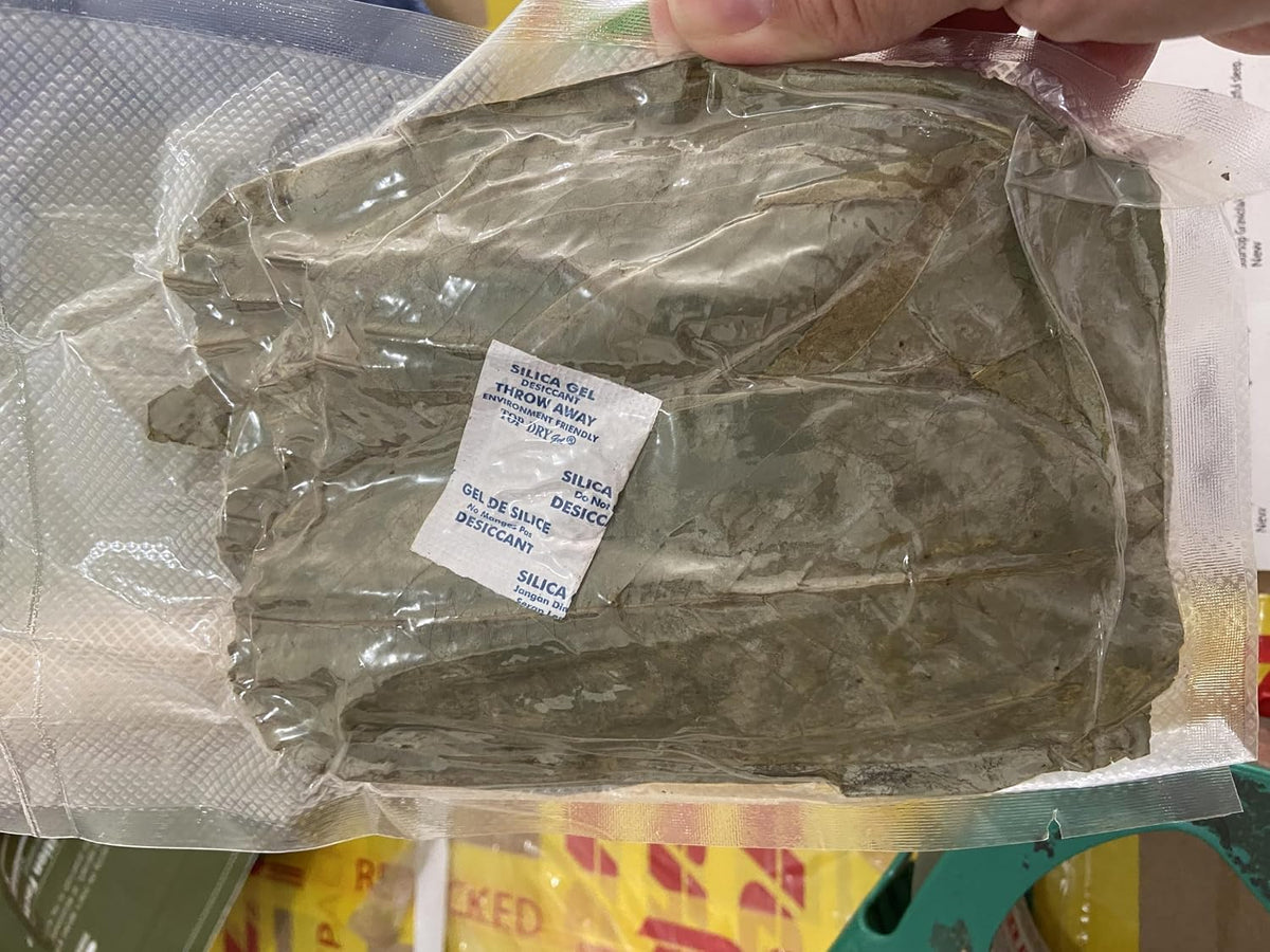 300+ Soursop Dried Leaves