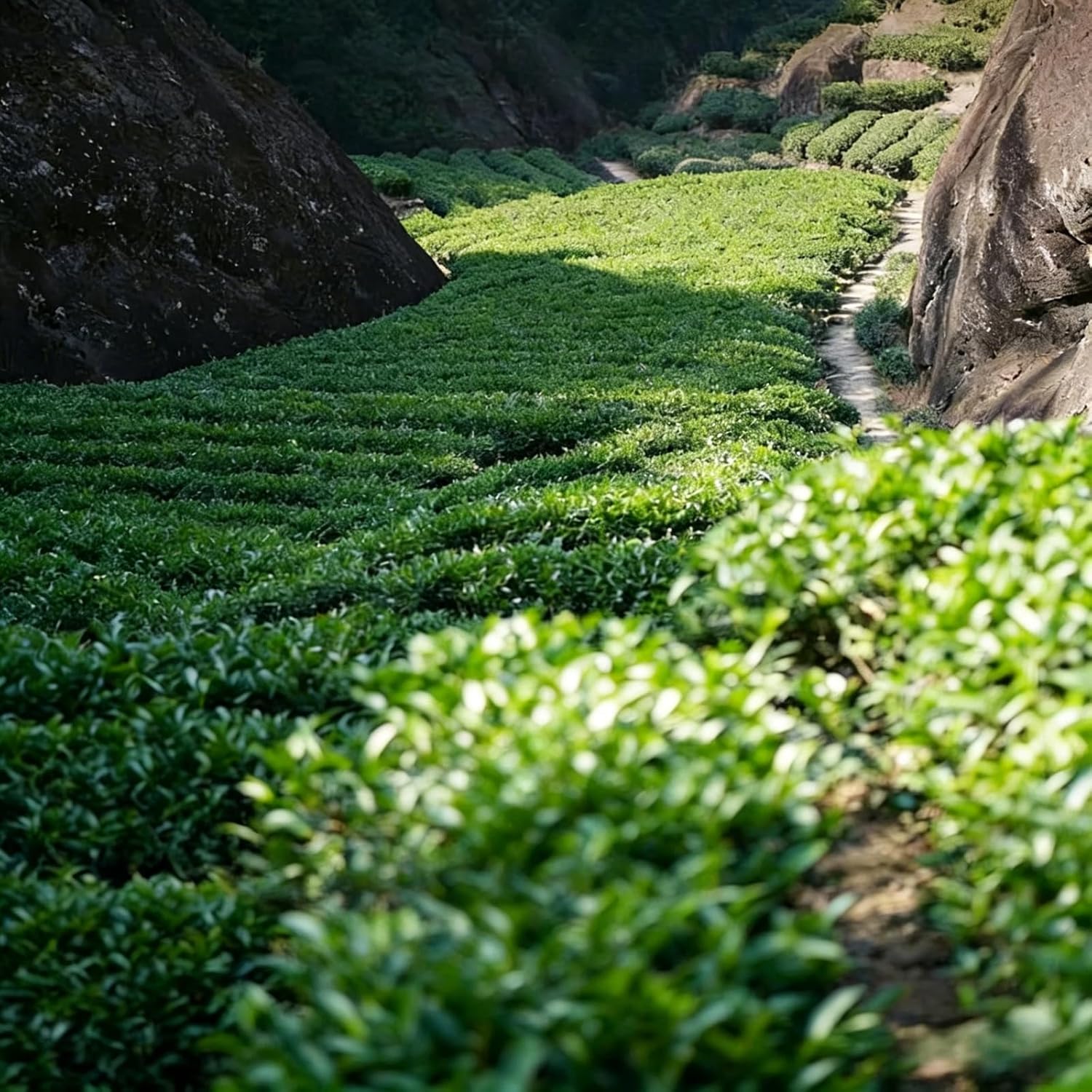 NASLAPH Da Hong Pao Oolong Tea, 3.53 Oz Wuyi Rock Oolong Tea, Traditional Craftsmanship, Chinese Wuyi Mountain Big Red Robe Oolong Tea Grade AAAA 特级 武夷大红袍 乌龙茶 中国功夫岩茶