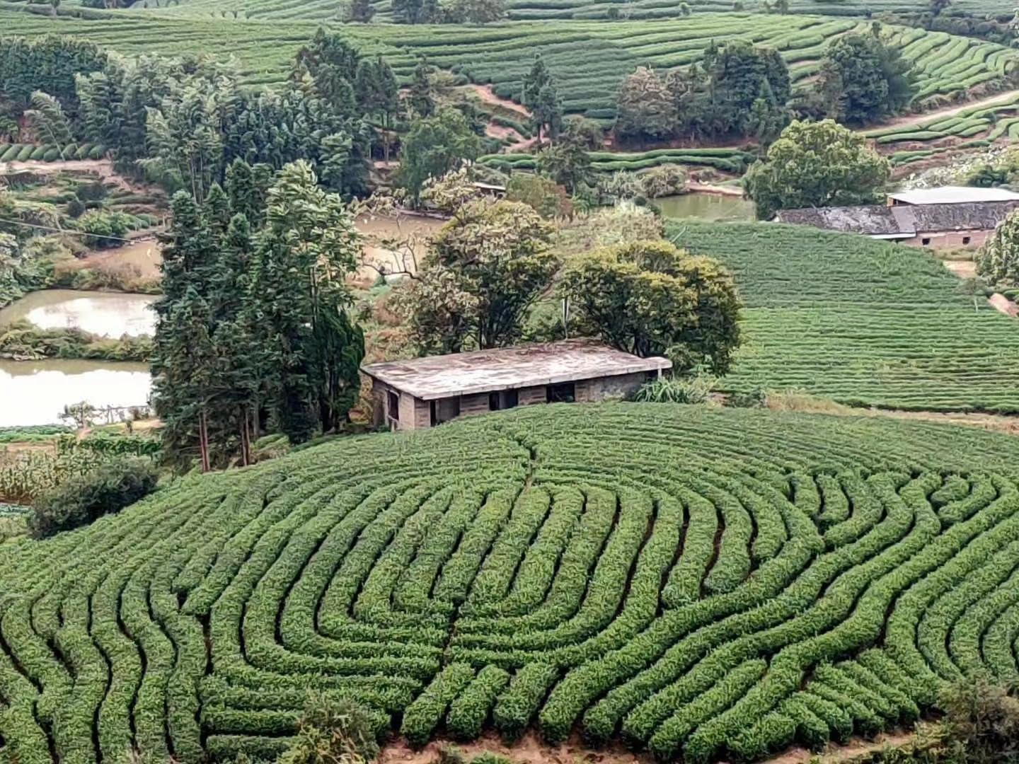 Black tea Chinese Gongfu tea zheng shan xiao zhong 正山小种 (Lapsang souchong)