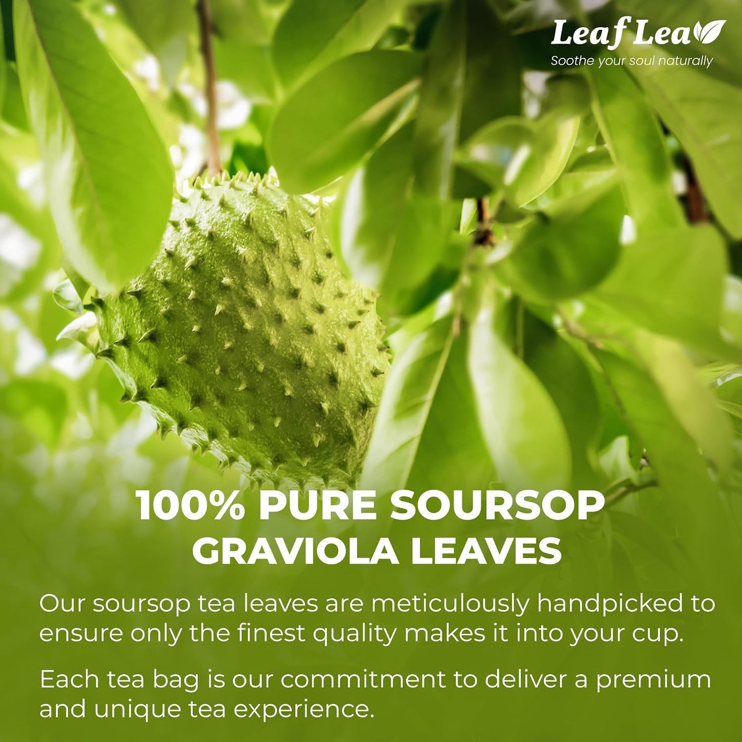 LeafLea Soursop Leaf Tea Bags, From Soursop Graviola Leaves, 240 Count