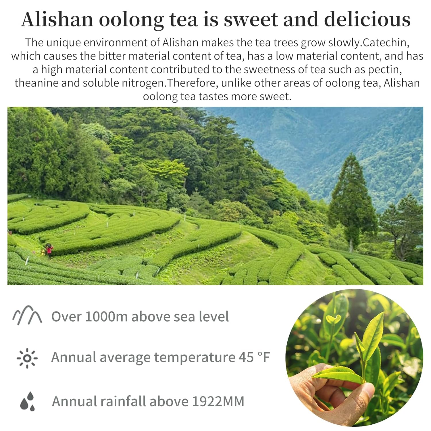 Yuexi Alishan Oolong Tea Loose Leaf Taiwan High Mountain Tea Taiwan Gaoshan Ulong Tea Green Oolong Tea 阿里山 台湾茶 高山茶 乌龙茶 150g/5.29oz