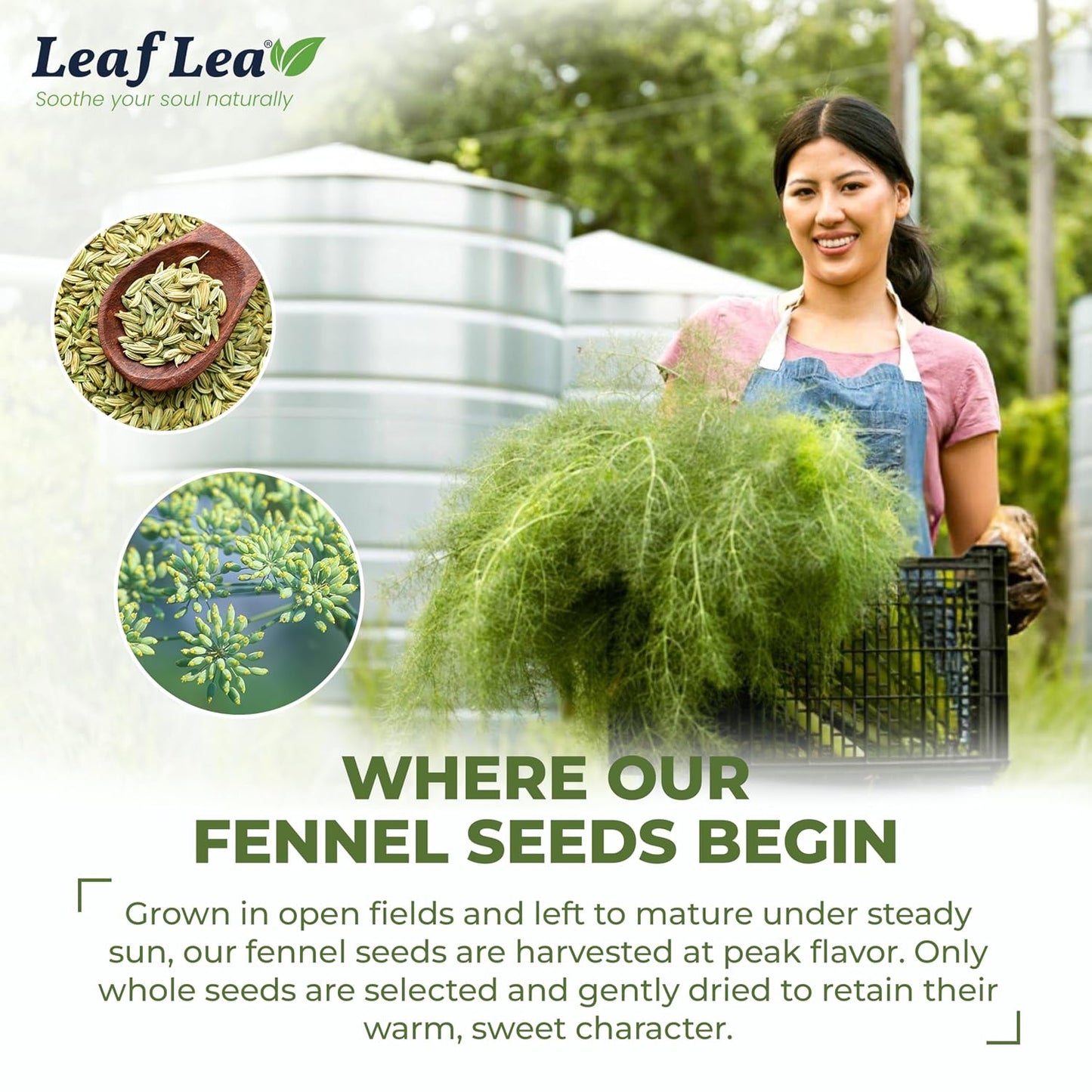 LeafLea Fennel Seed Tea Bags, Pure Herbal Fennel Tea, 80 Count | Naturally Sweet Digestive Herbal Tea, Individually Foil-Wrapped, 80 Bags · 2 Boxes, Caffeine-Free, Sugar-Free