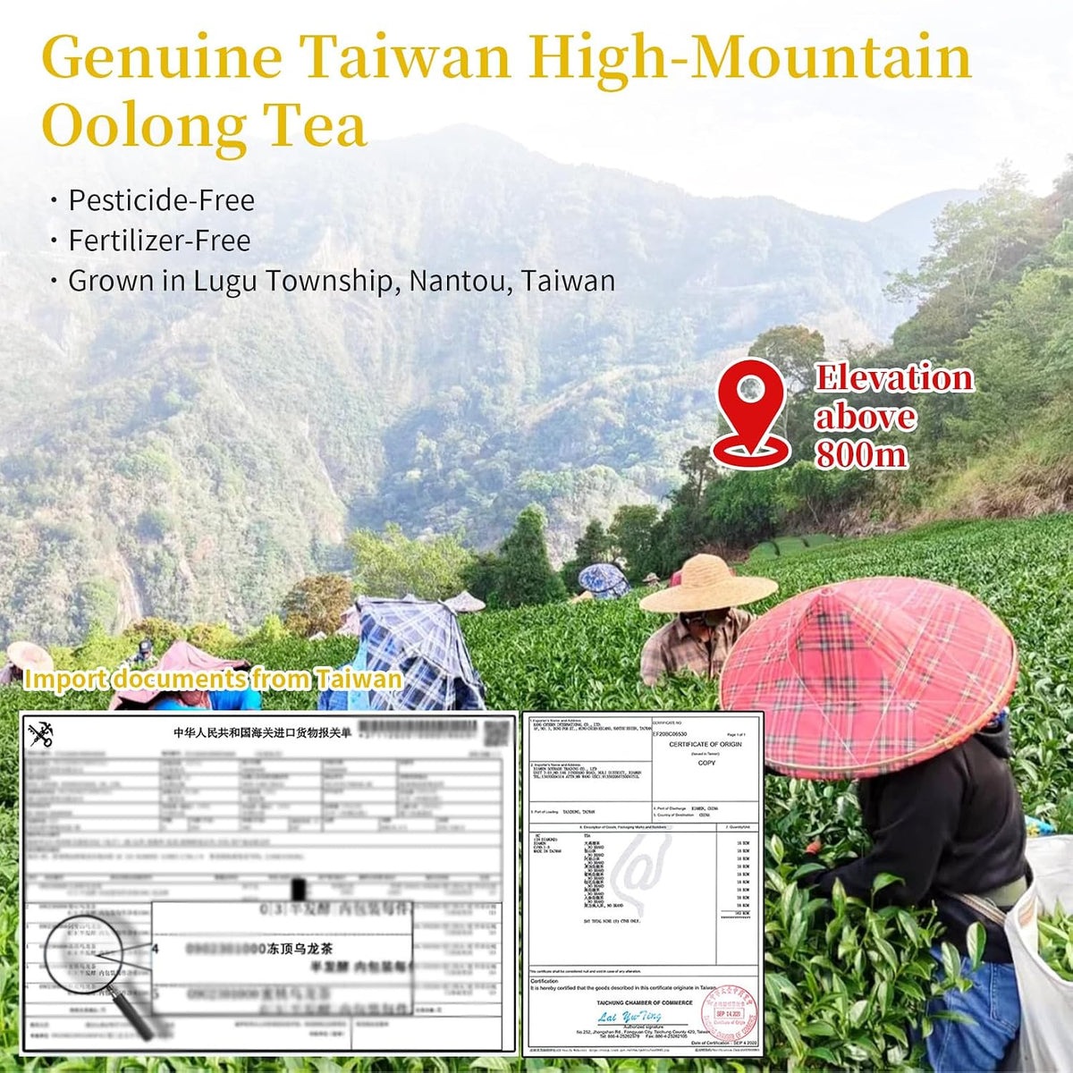 CHADUO Dong Ding Oolong Tea Loose Leaf Taiwan High Mountain Oolong Tea Taiwanese Tung Ting Gaoshan Ulong Tea 150g 5.3oz from Lugu Township Orchid Aroma 凍頂乌龙茶 台湾茶 冻顶乌龙茶