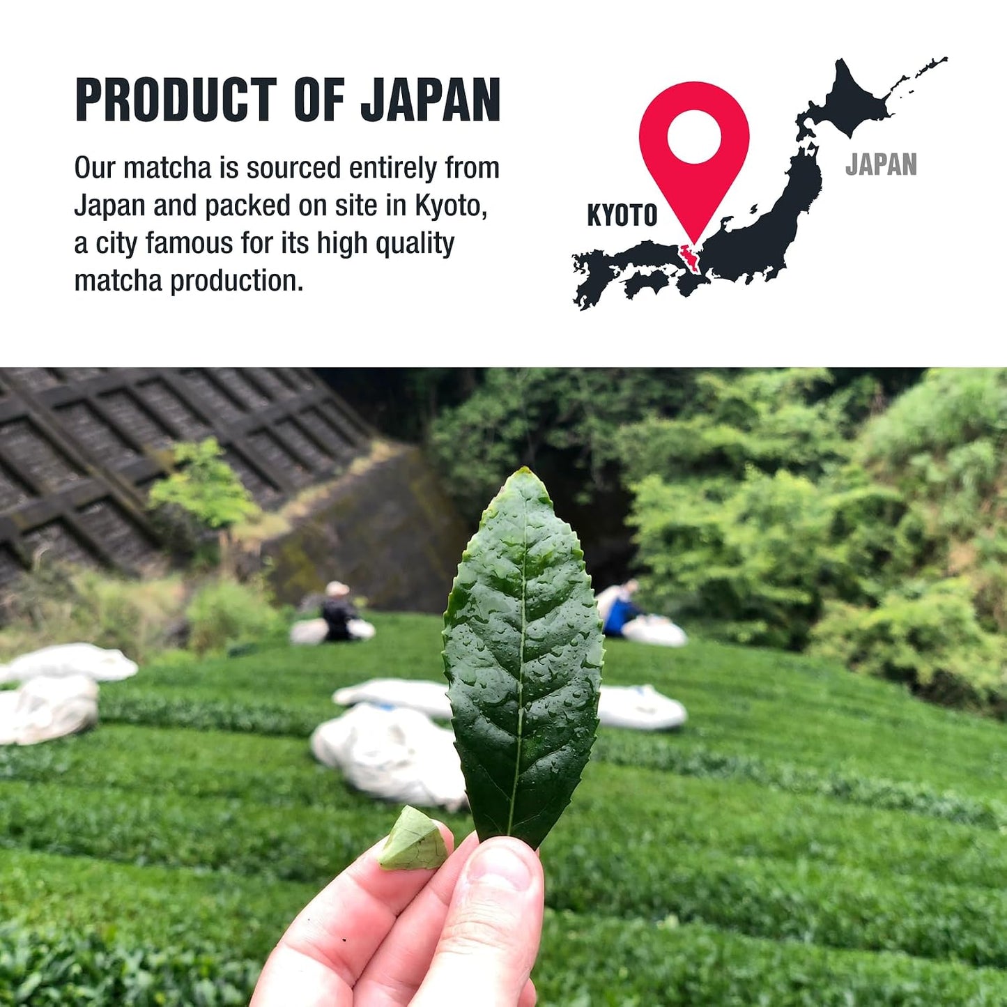 Tiesta Tea - Superior Matcha | Superior Grade Japanese Matcha Powder | High Caffeinated Green Tea | Make Hot or Iced | Up to 21 Cups | 1.5oz Resealable Pouch