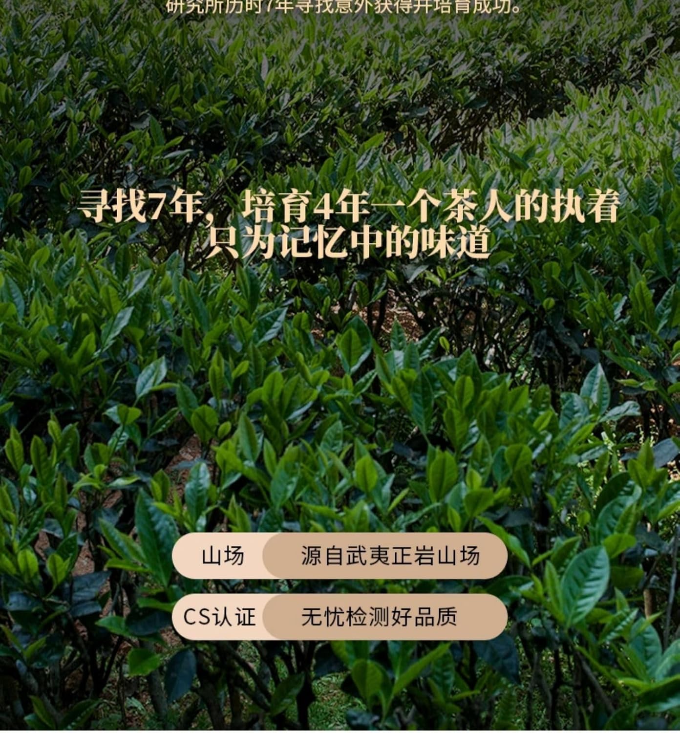 Wuyi Rock Tea Ye Lai Xiang – Premium High-Fragrance Oolong, 100g Loose Leaf Black Canister