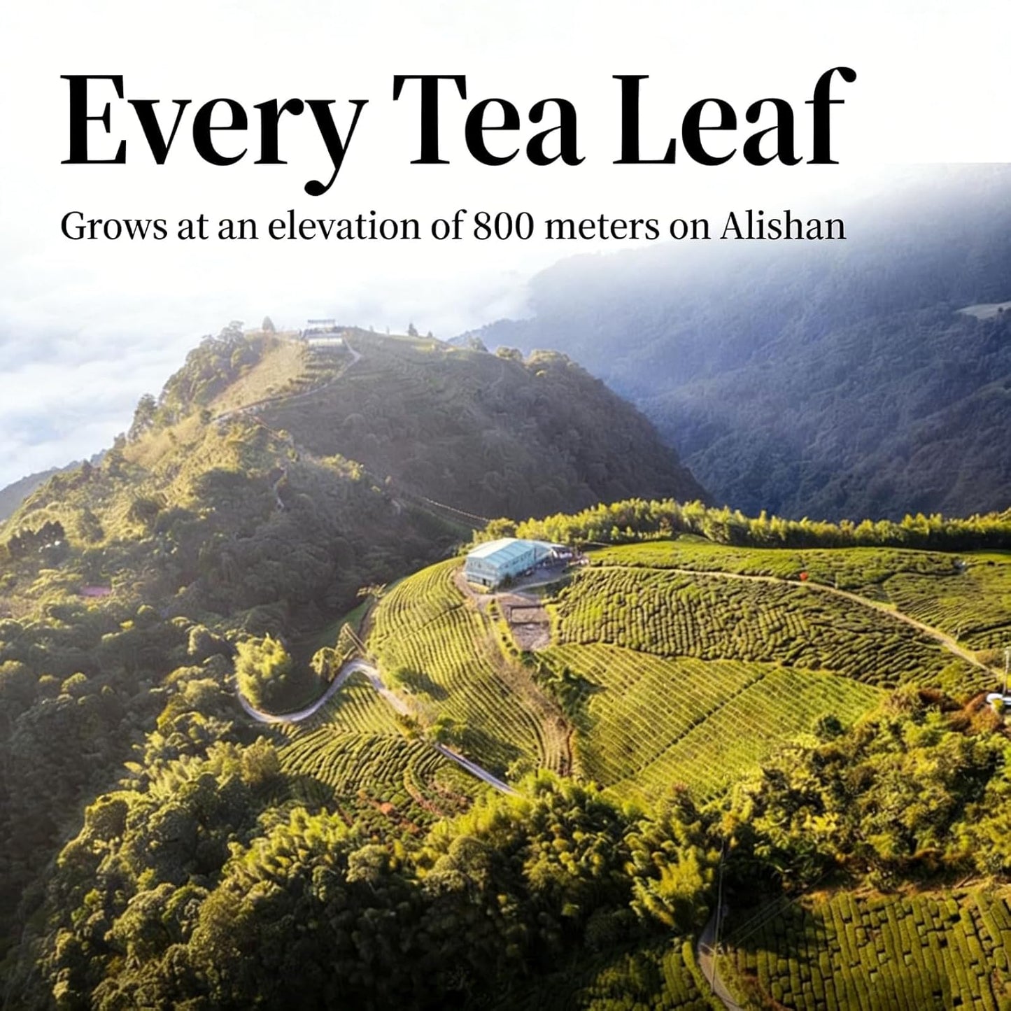 NASLAPH Alishan Oolong Tea, Da Hong Pao Oolong Tea, Wuyi Rock Oolong Tea Loose Leaf