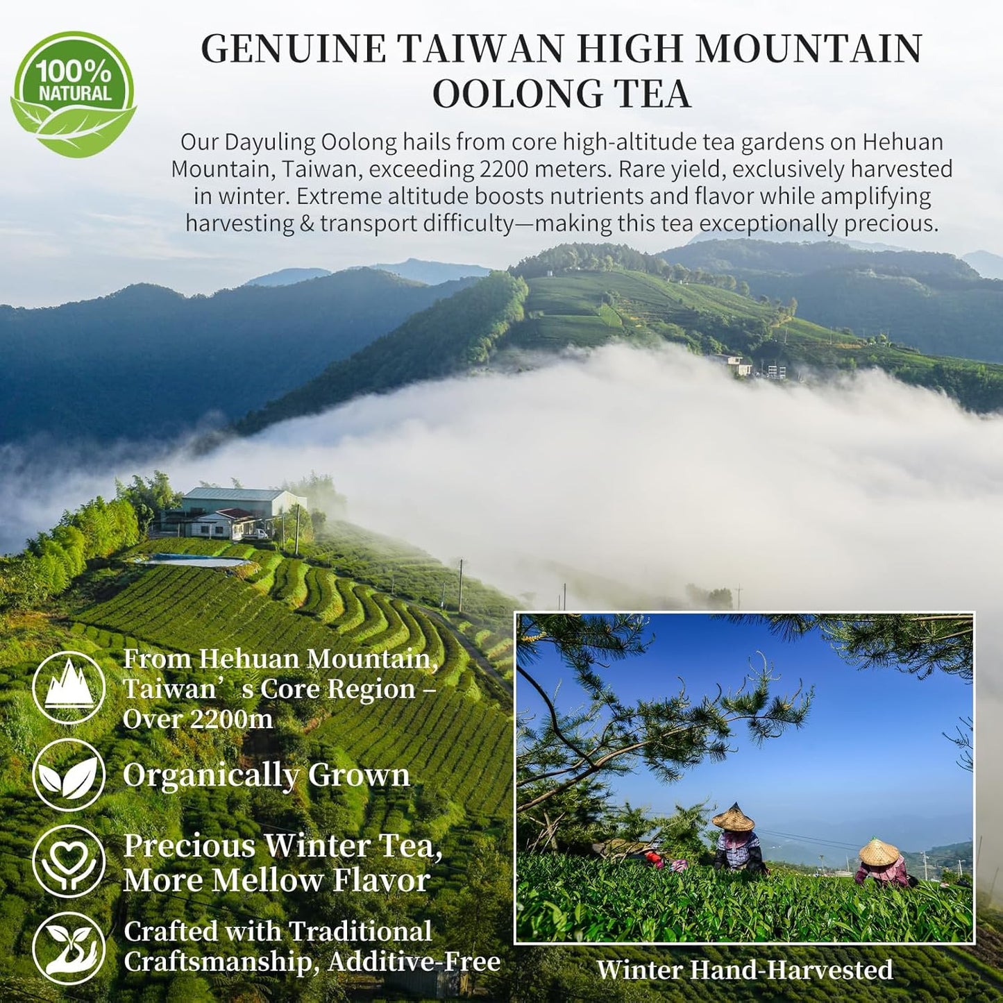 CHADUO Dayuling Oolong Tea Loose Leaf Taiwan High Mountain Oolong Tea Natural Orchid Aroma Taiwan Tea Da Yu Ling Gaoshan Ulong 5.29oz/150g 大禹岭 台湾茶 高山茶 台湾高山茶