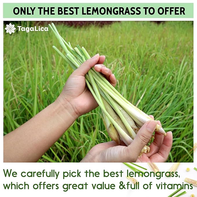135 Lemongrass Tea Bags, 100% Natural & Pure Lemongrass leaves, Eco-Conscious Tea Bags, Lemongrass Herbal Tea. Lemongrass Leaf Tea. No Sugar