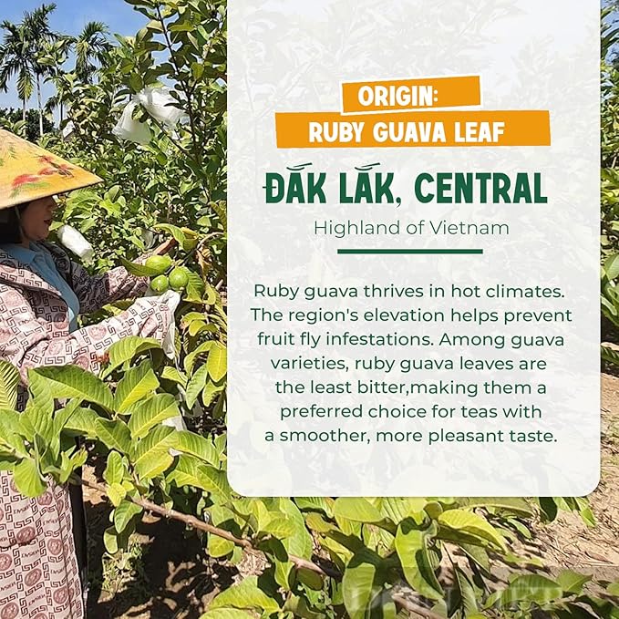 VieTreasures Guava Leaf Fit Tea – 2.8oz (40 Tea Bags) | With Brown Rice, Lotus Leaf & Stevia | Caffeine-Free, Vegan, Sugar-Free, Non-GMO Herbal Tea for Digestion, Detox & Weight Balance