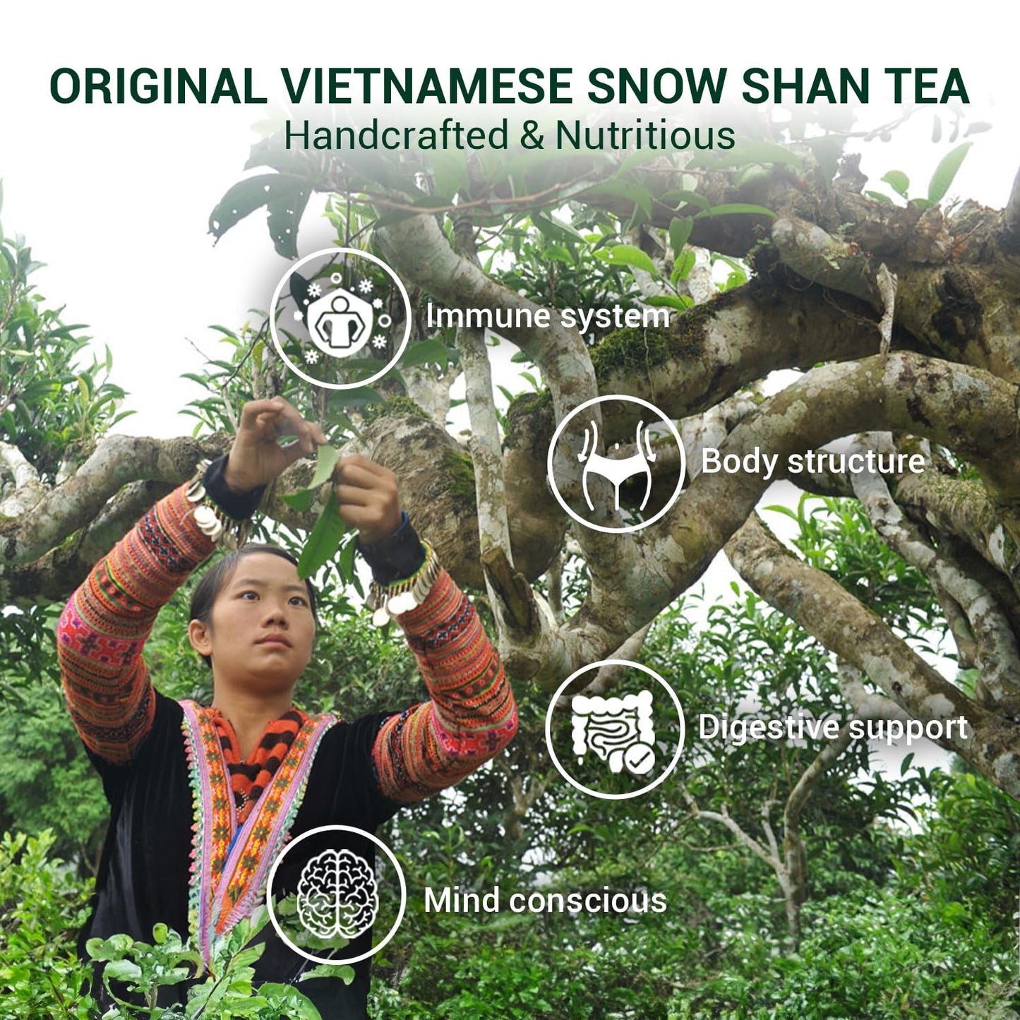 BACH TRA Snowshan White Tea Loose Leaf – 3.53 oz | Vietnamese Rare Shan Tuyet Buds | Vacuum-Sealed Fresh