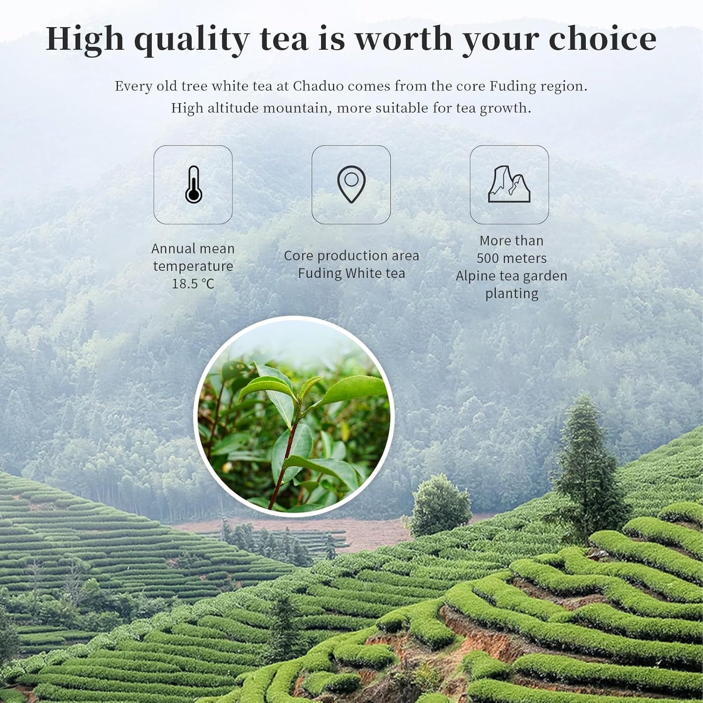 CHADUO Fuding White Tea Cake 300g/10.58oz Super Grade 2017 Year Chinese Kung Fu Tea Organically Grown Fujian China Fuding, Low Caffeine 白茶 福鼎白茶寿眉 陈年老白茶