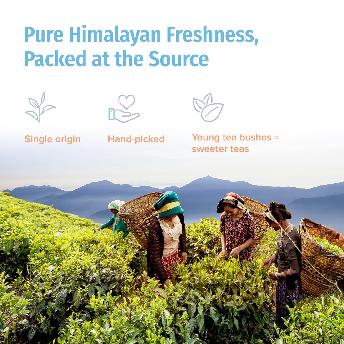 Nepal Tea Organic Loose Leaf Tea Sampler | Includes a Variety of 14 Delicious & Unique Loose Teas