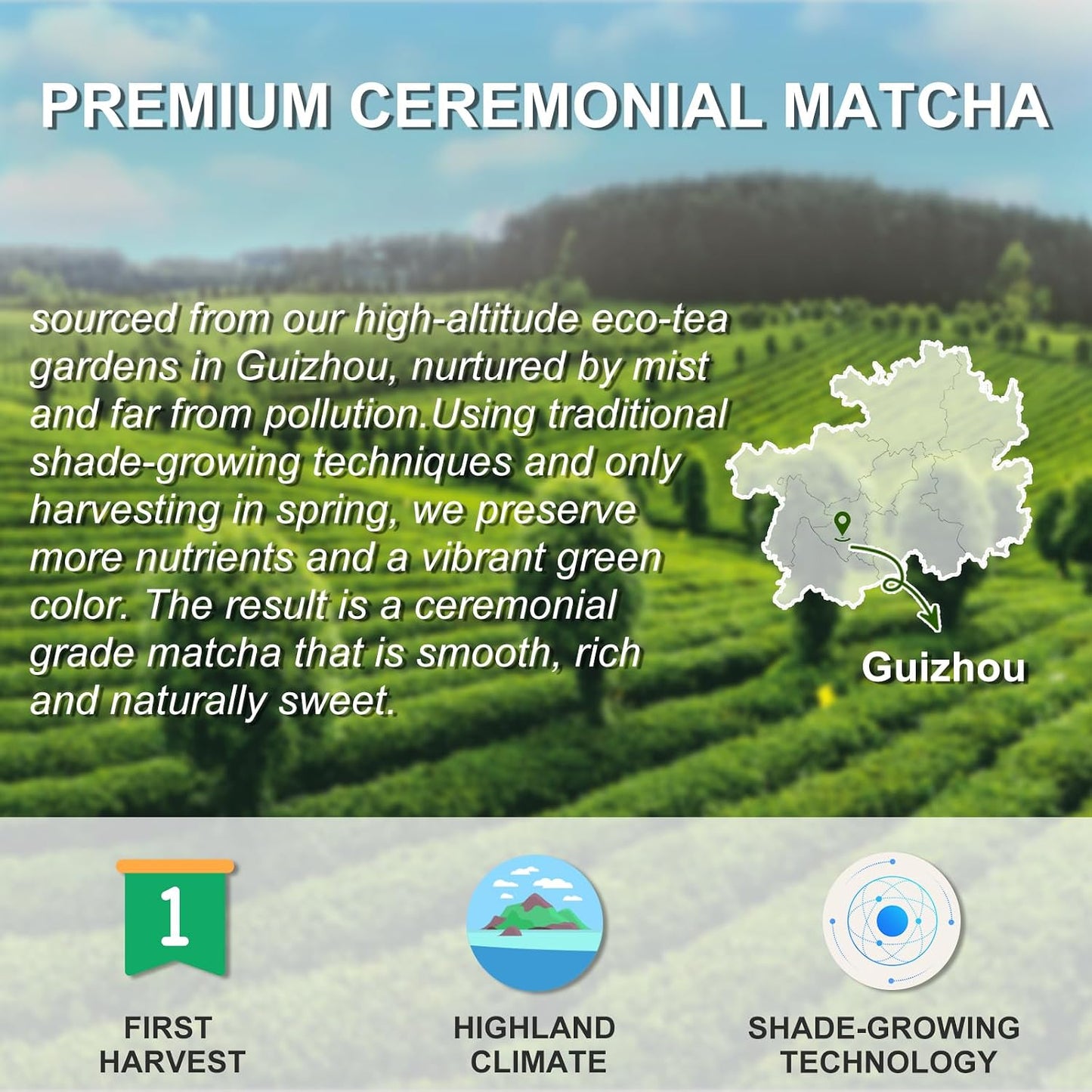 Letstay Ceremonial Grade Matcha Powder – Organic High-Altitude Green Tea, 100% Pure, No Additives, No Sugar, No Radiation – Perfect for Tea, Lattes, and Cakes – 1.06oz Tin