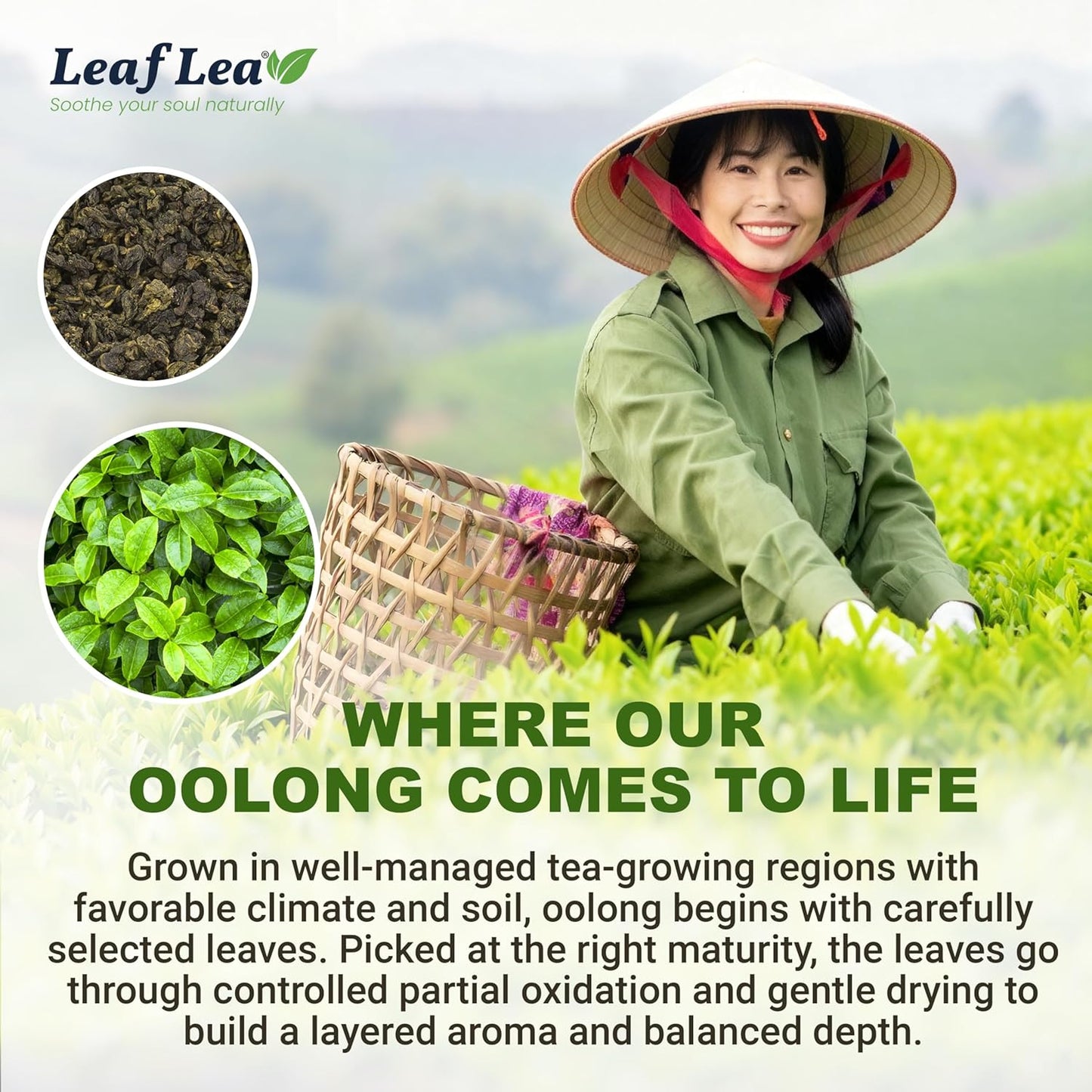 LeafLea 40 Oolong Tea Bags, 100% Oolong Tea Leaves, Smooth Warm Aroma with Light Toasted Notes, Te Oolong for Daily Wellness Focus, Natural Caffeine, Sugar-Free, Individually Wrapped Freshness