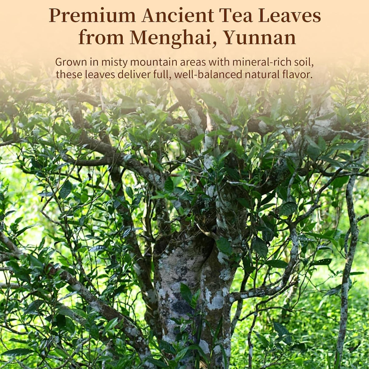 Yuexi Puerh Tea Loose Leaf Grade AAA Chinese Yunnan Puer 7.05oz/200g 普洱茶 熟茶