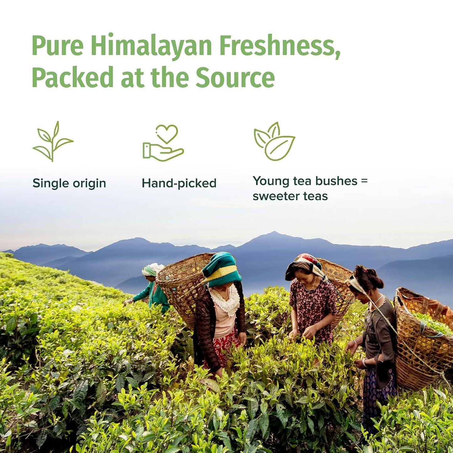 NEPAL TEA Smooth, Mild Organic Green Tea Loose Leaf | Low Astringency, Great for New Green Tea Drinkers | Single Origin Himalayan Family Farm | 3.5Oz / 100g (Himalayan Mist)