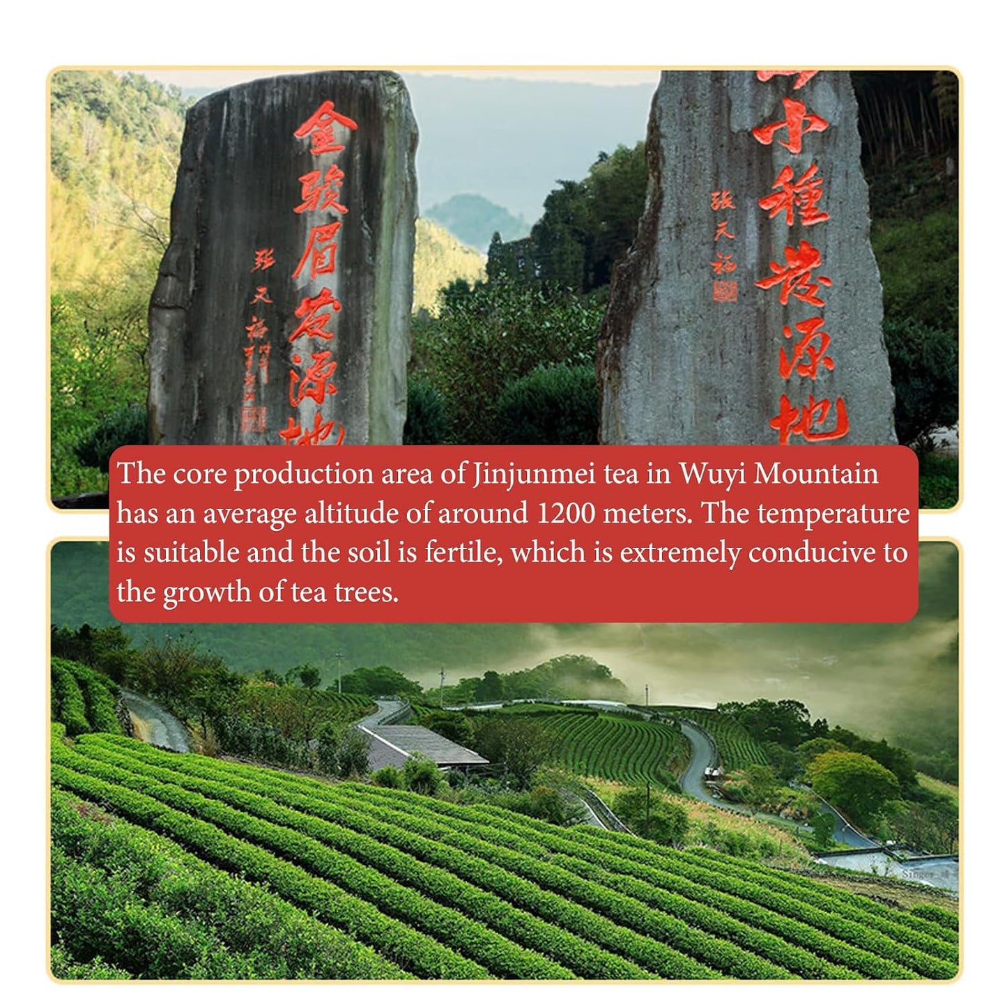 Lingyunxi Lapsang Souchong Tea Black Tea Loose Leaf Wuyi Mountain Chinese Tea|Non-Smoky Honey Floral Sweet Mellow Taste|No Bitter| Picked in Spring| Fully Fermented Tea 4.23oz/120g 正山小种 红茶 蜜香 非烟熏