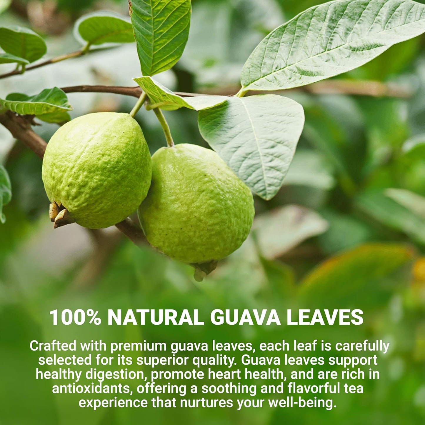 LeafLea Guava Leaf Tea Bags, Hojas De Guayaba, Caffeine-Free, 40 Count