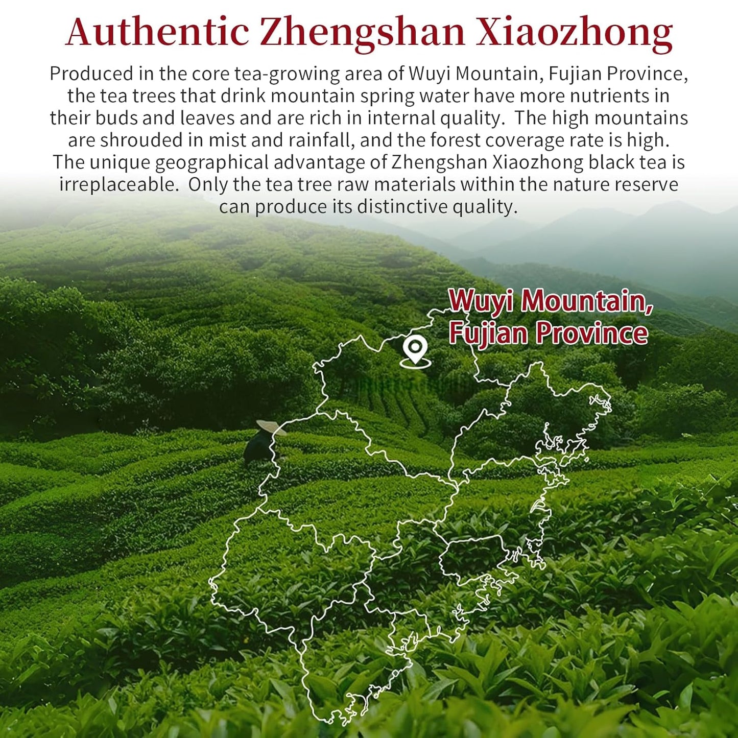 XIXICHA Lapsang Souchong Black Loose Leaf Tea Lapsang Souchong Zheng Shan Xiao Zhong Chinese Tea （100 cups）No Smokey from Fujian Wuyi Mountain Core Area（ 150g/5.29oz）正山小种 红茶 福建武夷山红茶