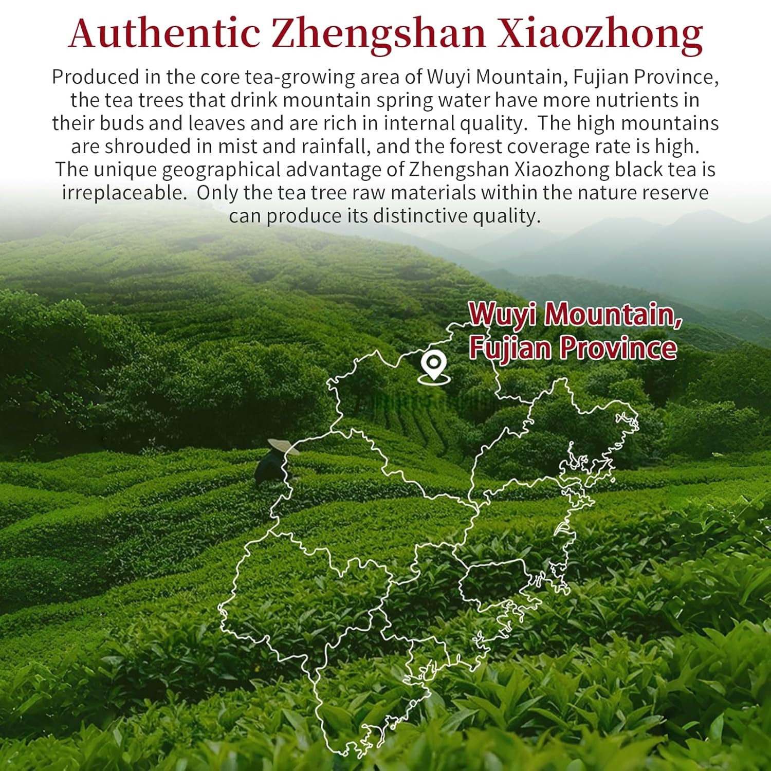 XIXICHA Lapsang Souchong Black Loose Leaf Tea Lapsang Souchong Zheng Shan Xiao Zhong Chinese Tea （100 cups）No Smokey from Fujian Wuyi Mountain Core Area（ 150g/5.29oz）正山小种 红茶 福建武夷山红茶