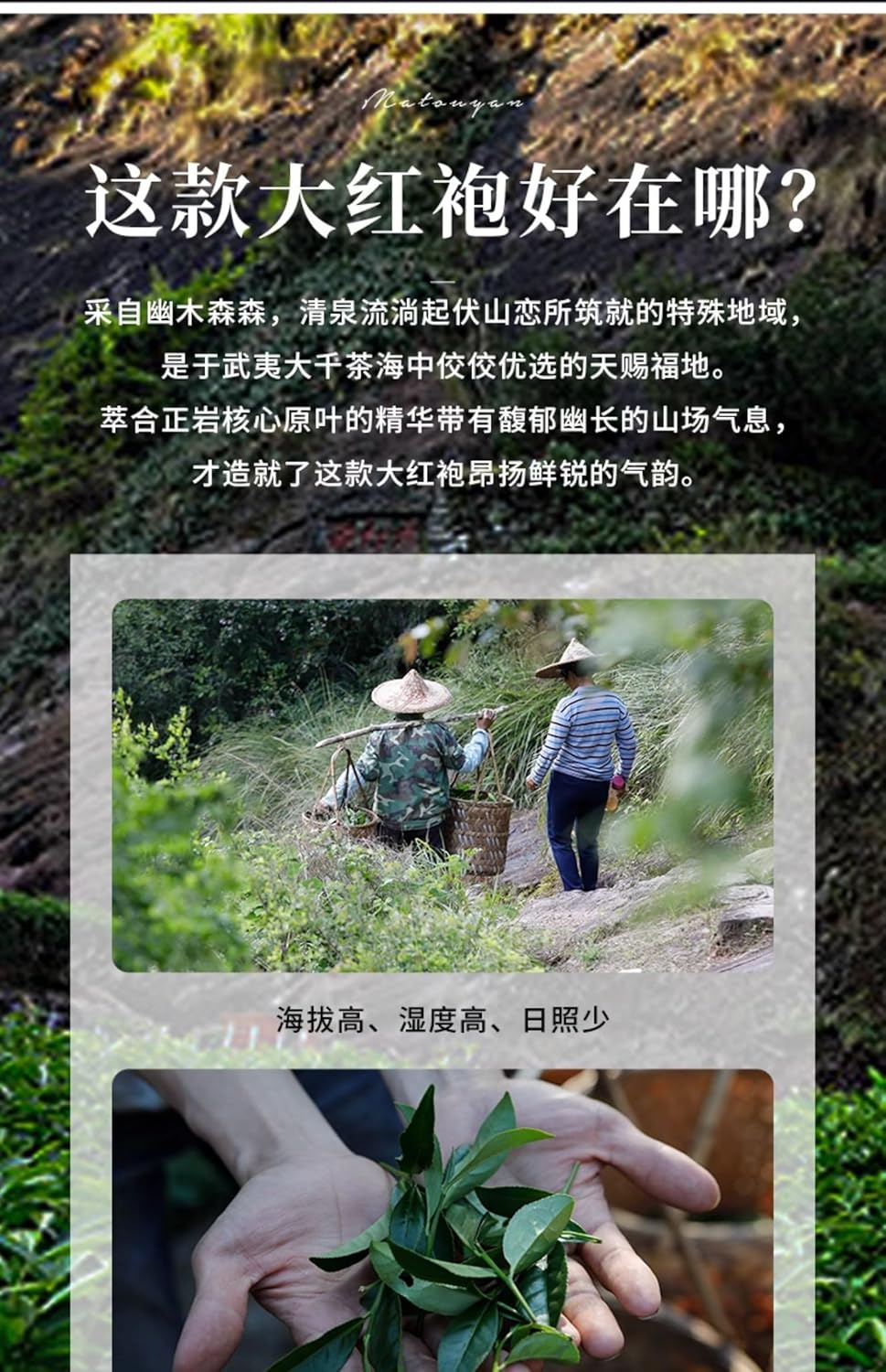 武夷岩茶,武夷山大红袍,全手工碳焙茶叶散装,正岩岩茶果香型罐装,248g*2,Shipped from China