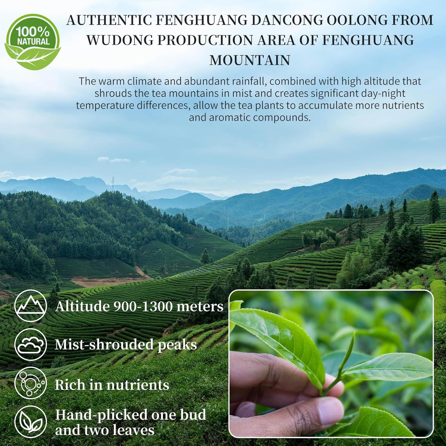 CHADUO Phoenix Dancong Oolong Tea Loose Leaf Phoenix Oolong Tea From Chaozhou Phoenix Mountain Chinese Tea 4.23oz/120g Honey Orchid Fragrance Grade AAA 蜜兰香 凤凰单丛 潮州乌岽单枞茶叶