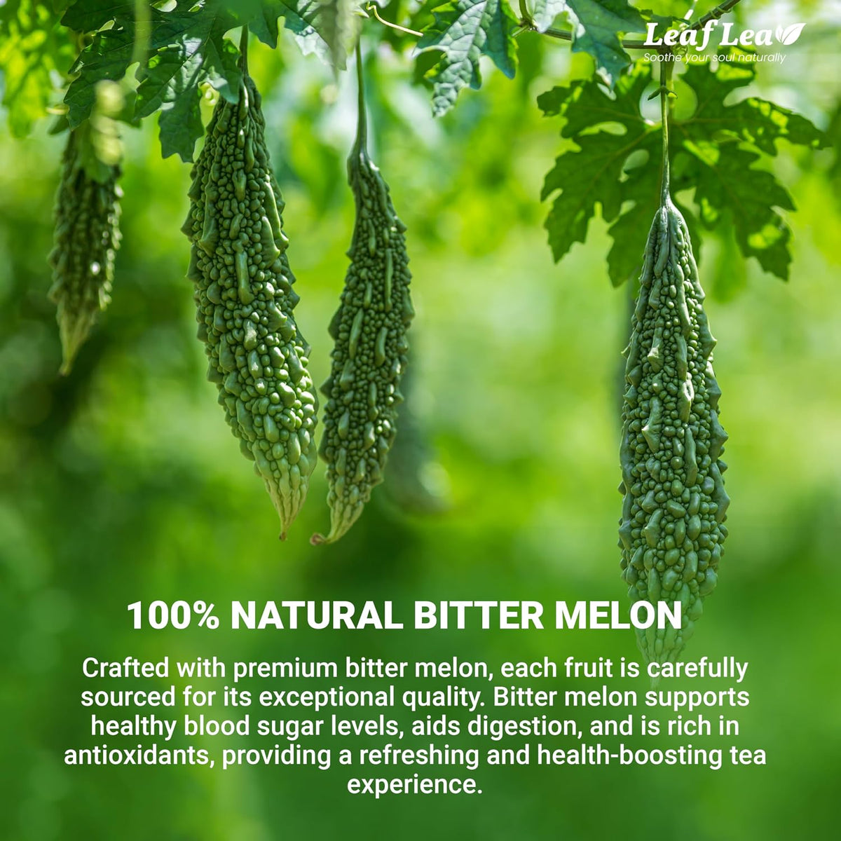 LeafLea Bitter Melon Tea Bags