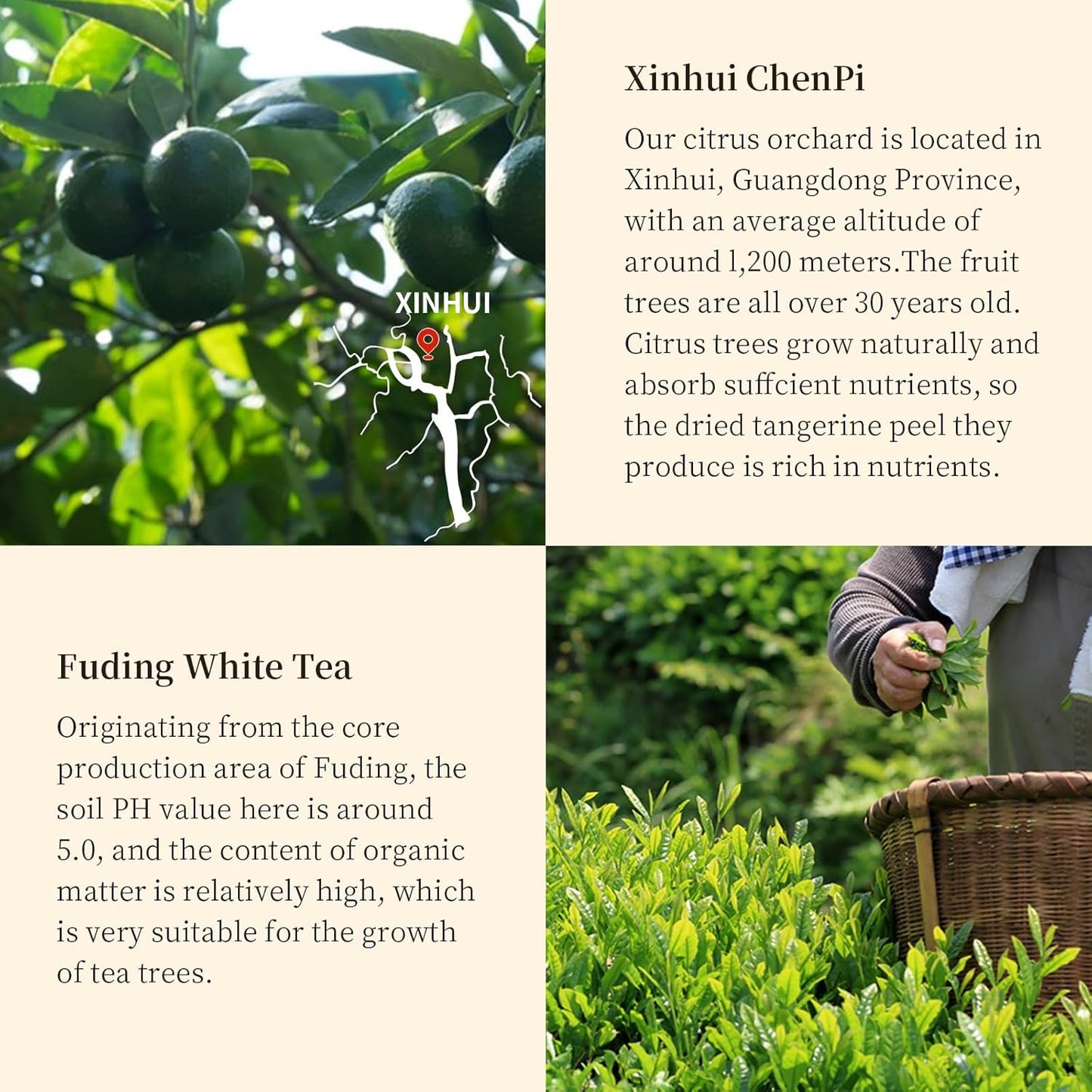 XIXICHA Premium Tangerine Peel White Tea 9.87oz(280g) Xiao Qing Gan Xinhui ChenPi White Citrus Tea Fuding White Tea Green Orange Peel 白茶 白茶小青柑 广东新会小青柑 福鼎白茶