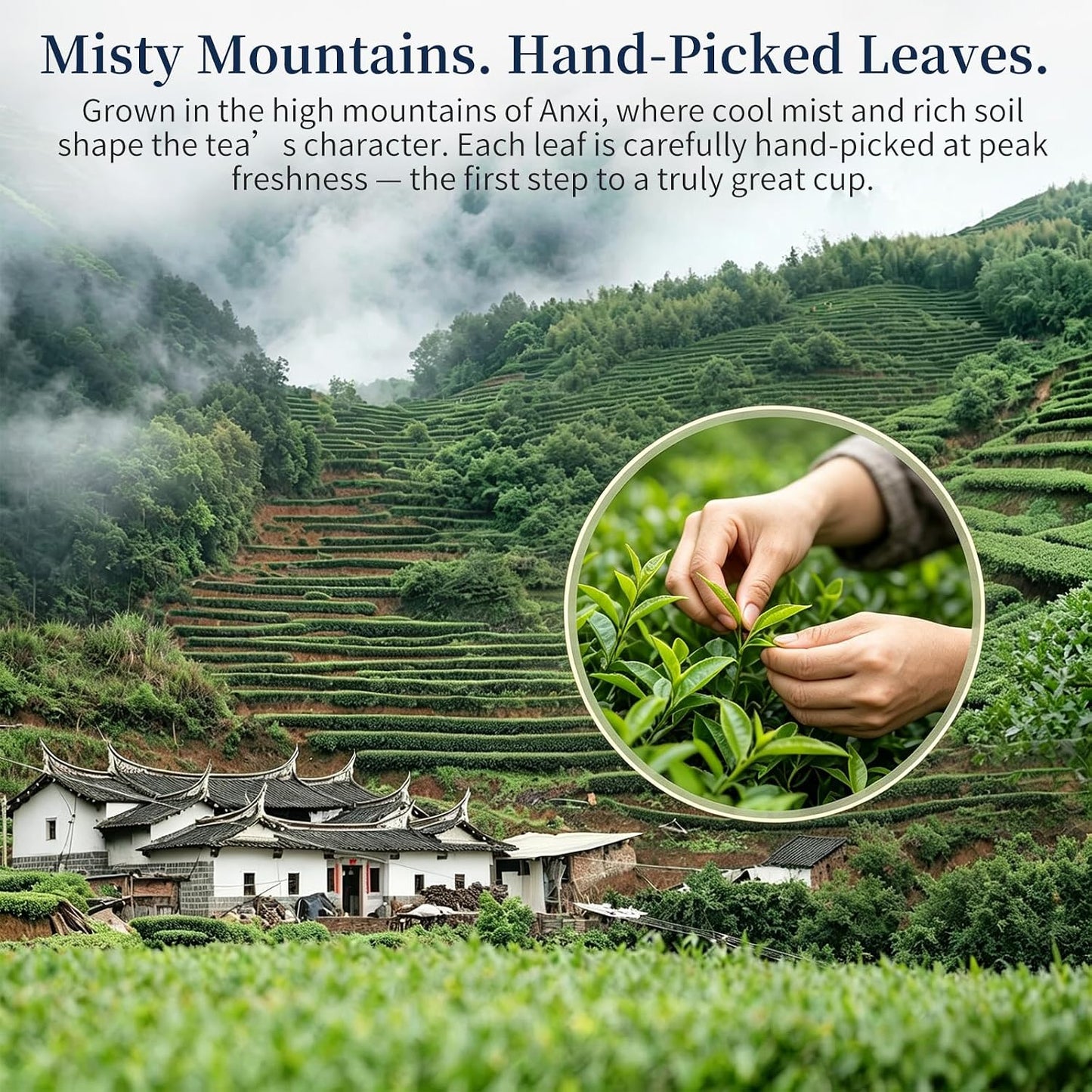 XIXICHA Tie Guan Yin Chinese Oolong Tea Loose Leaf 128g/4.5oz 安溪铁观音