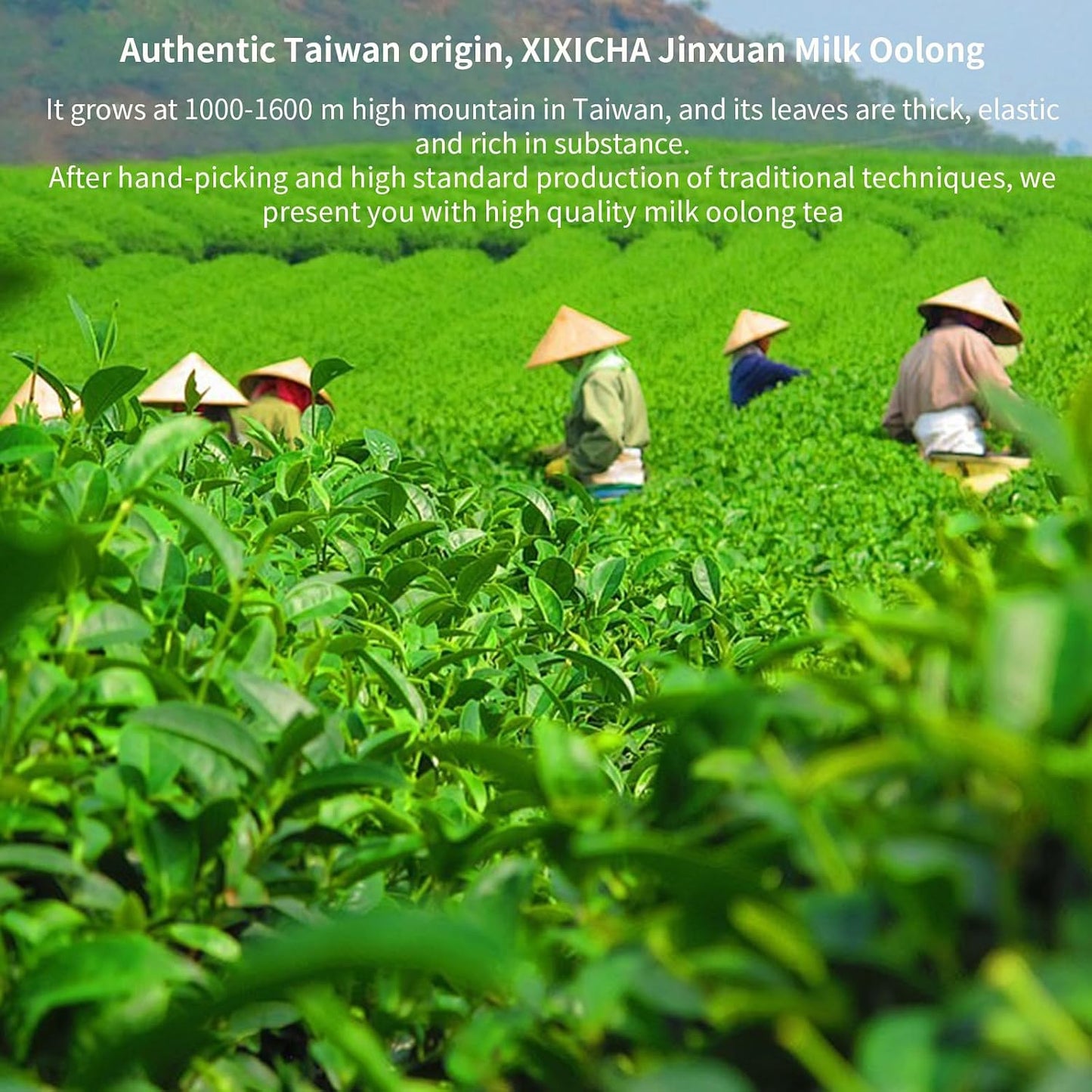 XIXICHA Milk Oolong Tea Loose Leaf Jin Xuan Milk Oolong Taiwan High Mountain Tea Authentic Taiwanese tea No additives Natural Creamy Aroma Taste（120 cups） 5.3oz/150g 台湾高山茶叶 奶香乌龙茶