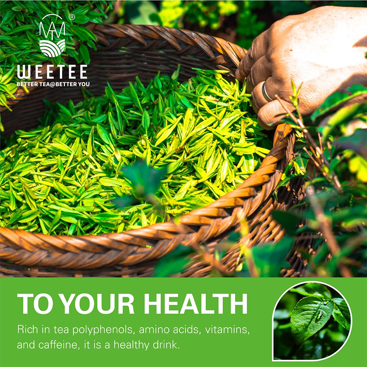 WT WEETEE Organic Green Tea Bags, Organic Pure Green Tea 100 Count, Super Antioxidant | Resealable Kraft Bag | Brew Hot or Iced