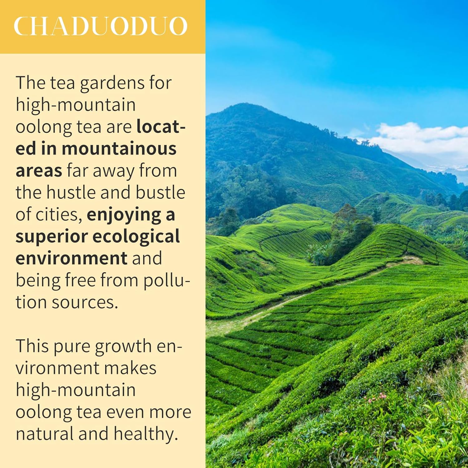 CHADUO Osmanthus Oolong Tea taiwan oolong tea Loose Leaf Premium Taiwan High Mountain Oolong Tea 5.3oz Natural Osmanthus Fragrance Sweet Taste 中国茶 烏龍茶 台湾茶 桂花乌龙茶