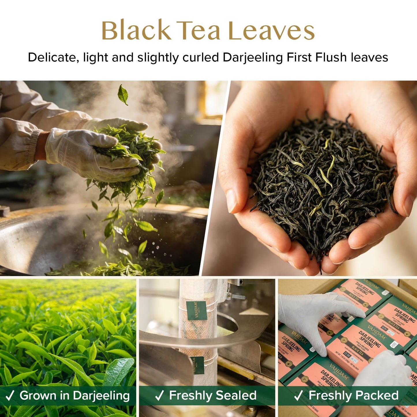 VAHDAM Darjeeling Spring Tea Bags (100 Count) Exotic First Flush Black Tea