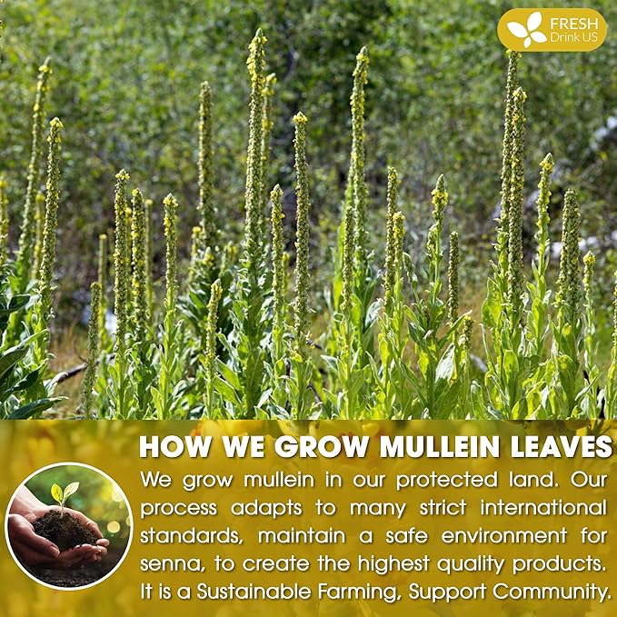 FreshDrinkUS, Premium 80 Mullein Leaf Tea Bags – 100% Natural, Pure, & Caffeine-Free Herbal Tea for Lung – Loose Leaf, No Sugar, Vegan, Gluten-Free