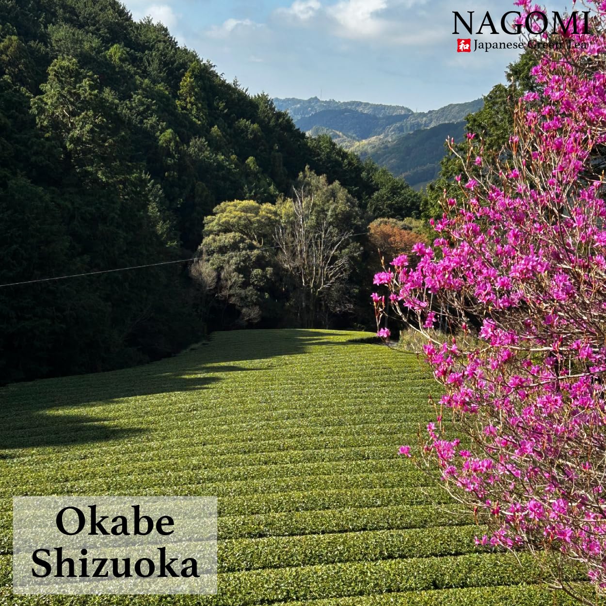 NAGOMI Organic Fukamushi Sencha - Loose Leaf Japanese Deep Steamed Green Tea, 70g/2.47oz.