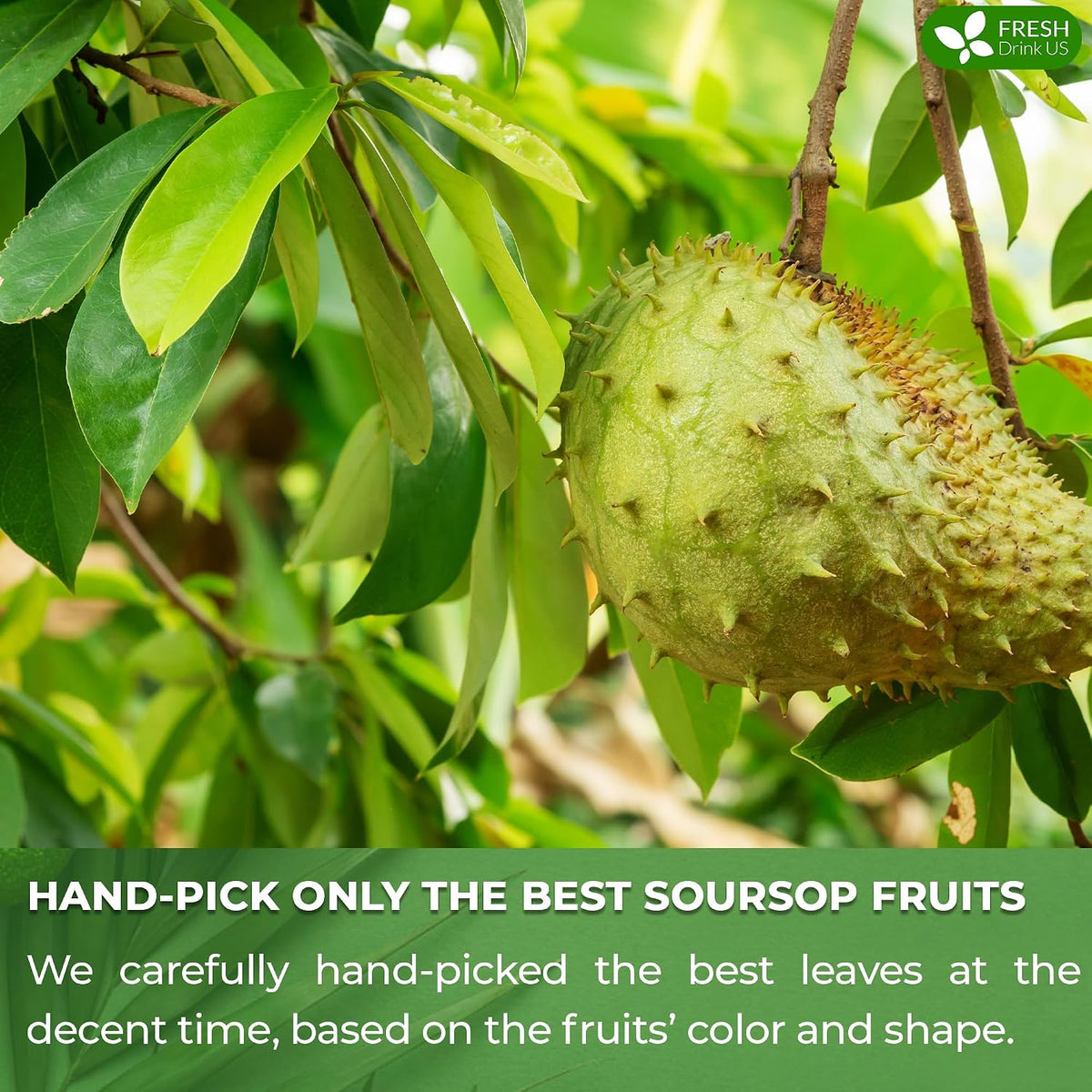 FreshDrinkUS, Premium Soursop Fruit Tea, 60 Count, Pure, Caffeine Free